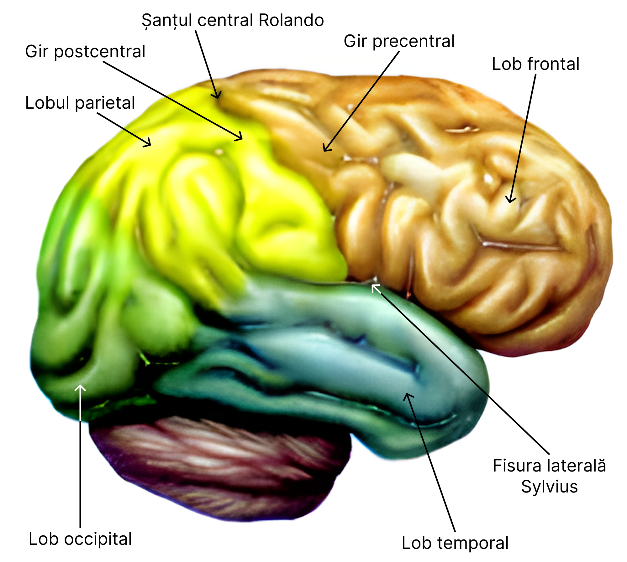 Fața laterală a emisferelor cerebrale.