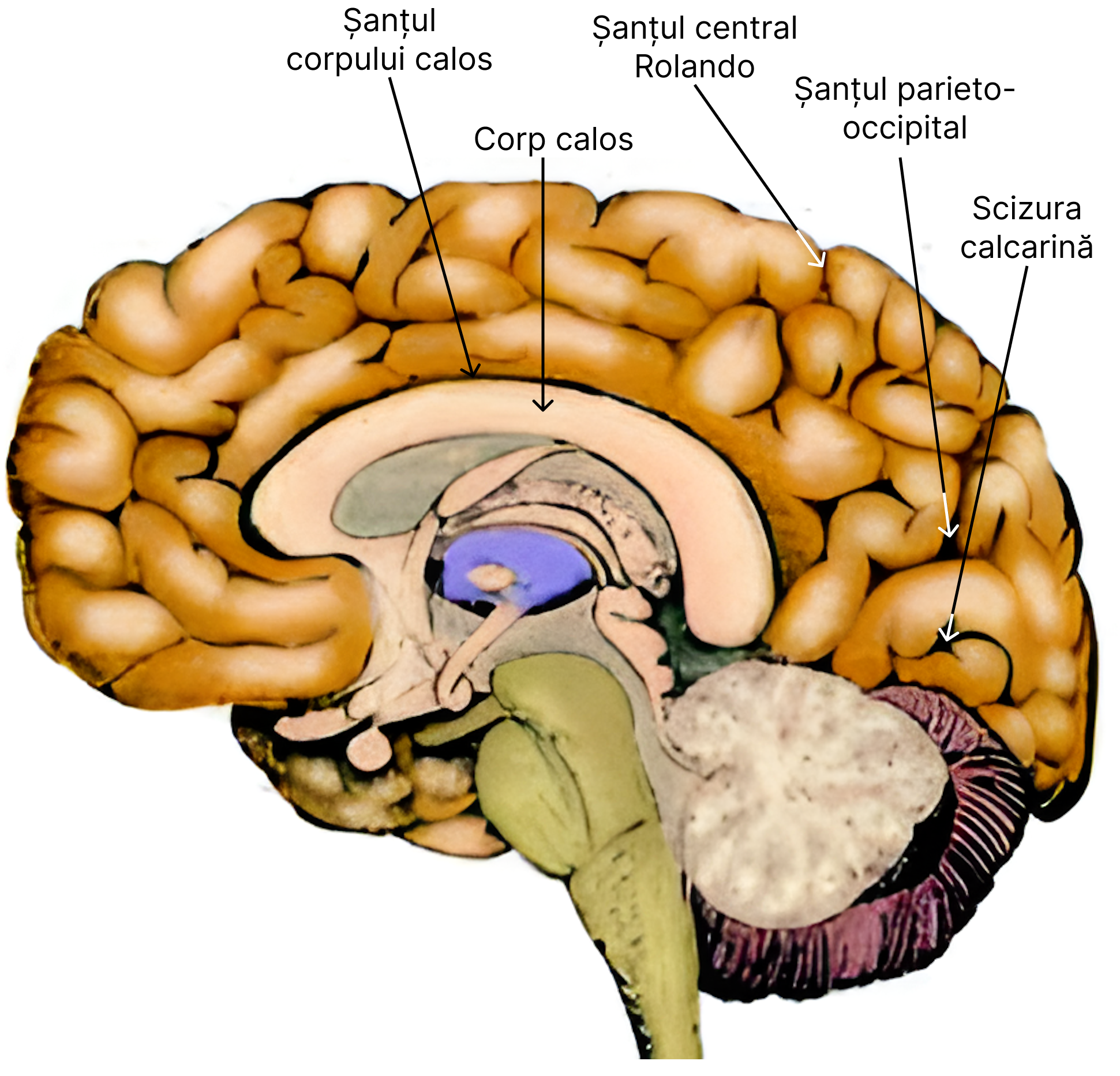 Fața medială a emisferelor cerebrale și corpul calos.