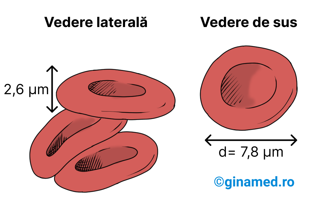Globulele roșii.