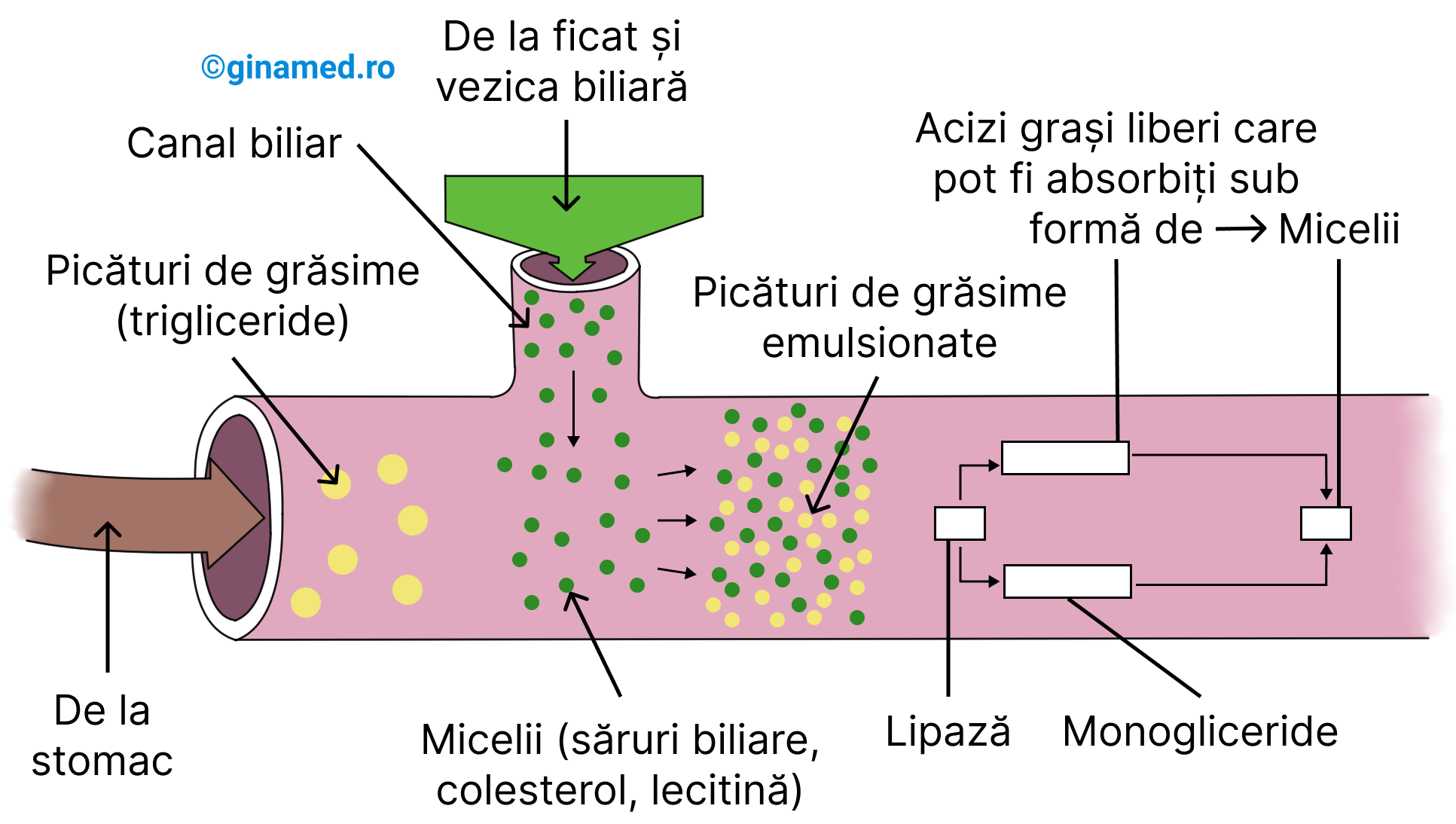 Etapele digestiei lipidelor.