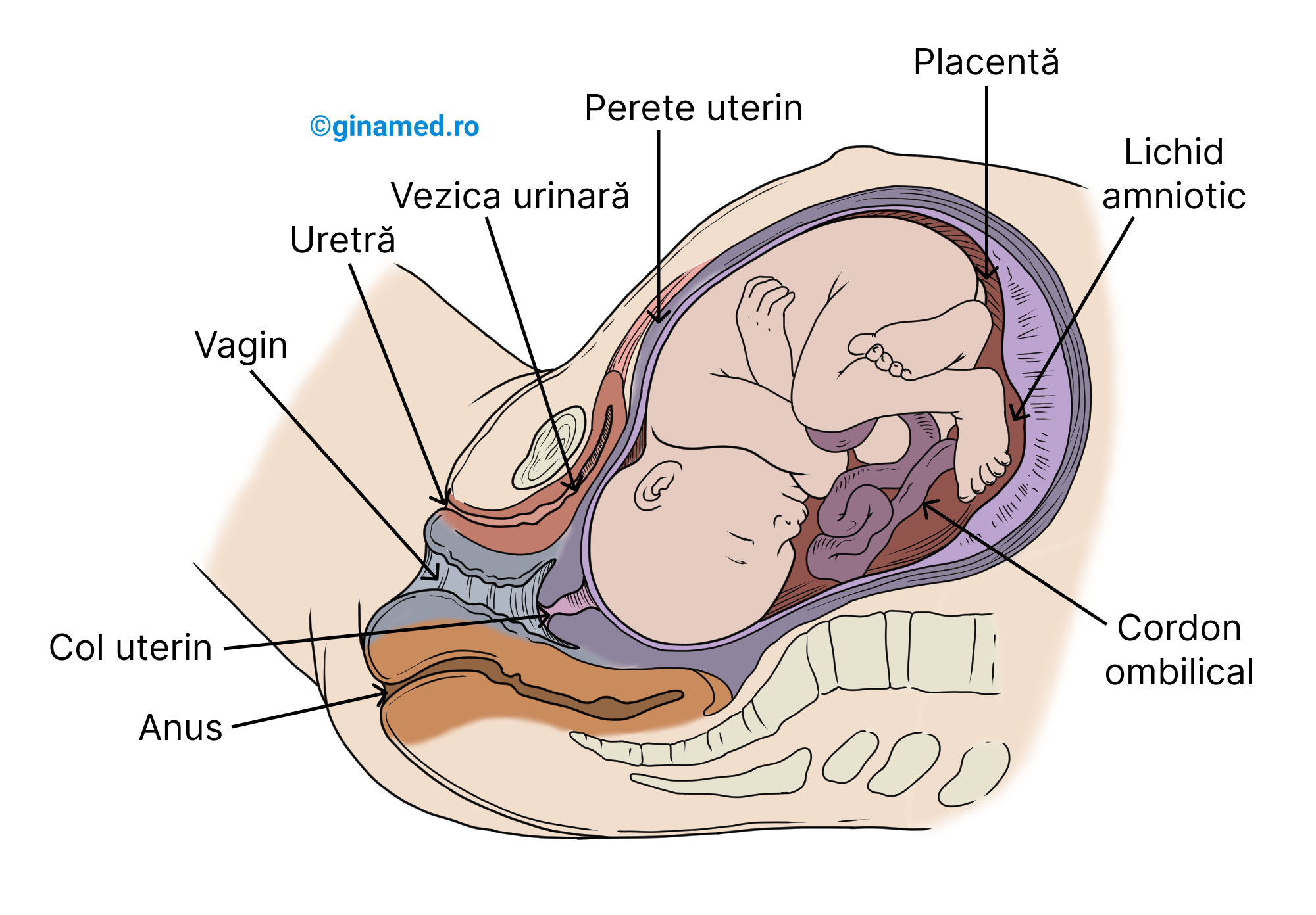 Poziția fătului complet dezvoltat imediat înainte de naștere.
