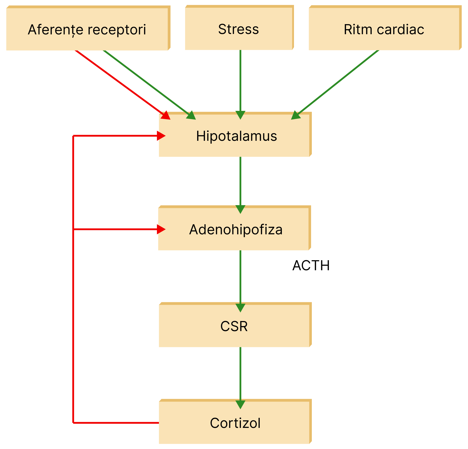 Aferențele primite de la receptori, <b>stresul</b>,<b> ritmul cardiac crescut </b>sunt factori stimulatori pentru hipotalamus să acționeze asupra adenohipofizei cu eliberare de ACTH. Odată secretat, acesta va acționa asupra corticosuprarenalei și va stimula producția de cortizol. Când cantitatea de glucocorticoid este suficientă în sânge, se trimit retrograd, către adenohipofiză și hipotalamus, semnale de inhibare a secreției de ACTH. Aferențele de la receptori pot acționa și în sens inhibitor asupra hipotalamusului care va inhiba ulterior secreția de ACTH. 