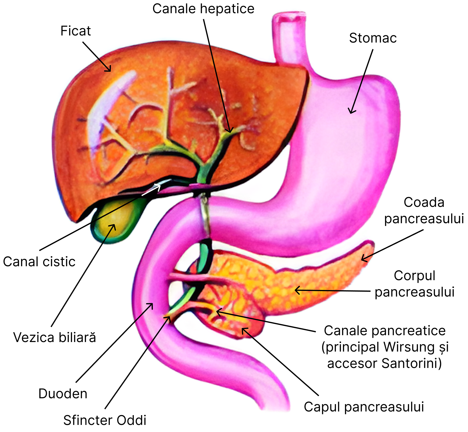 Ficatul și pancreasul.