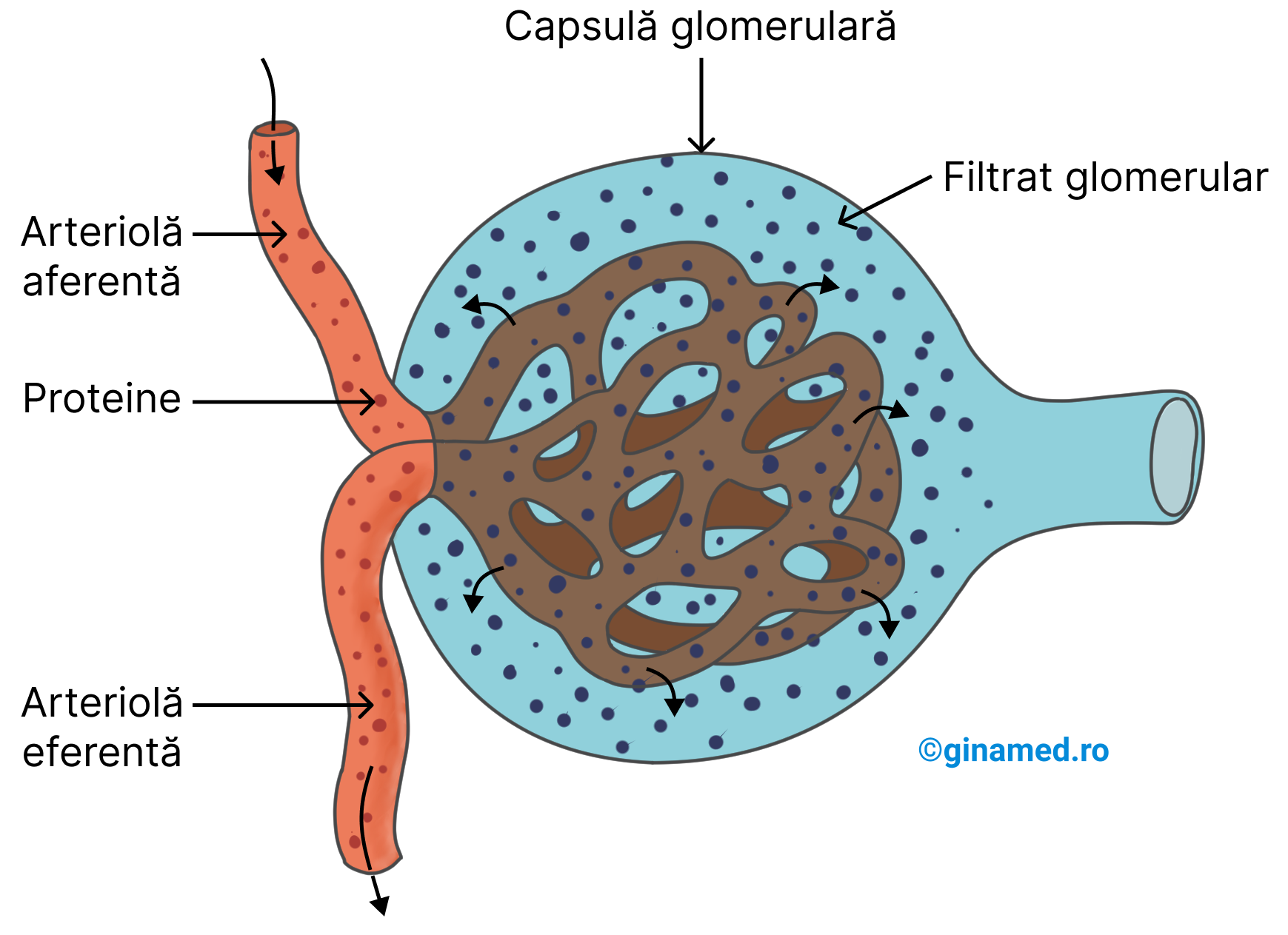 Filtrarea glomerulară.