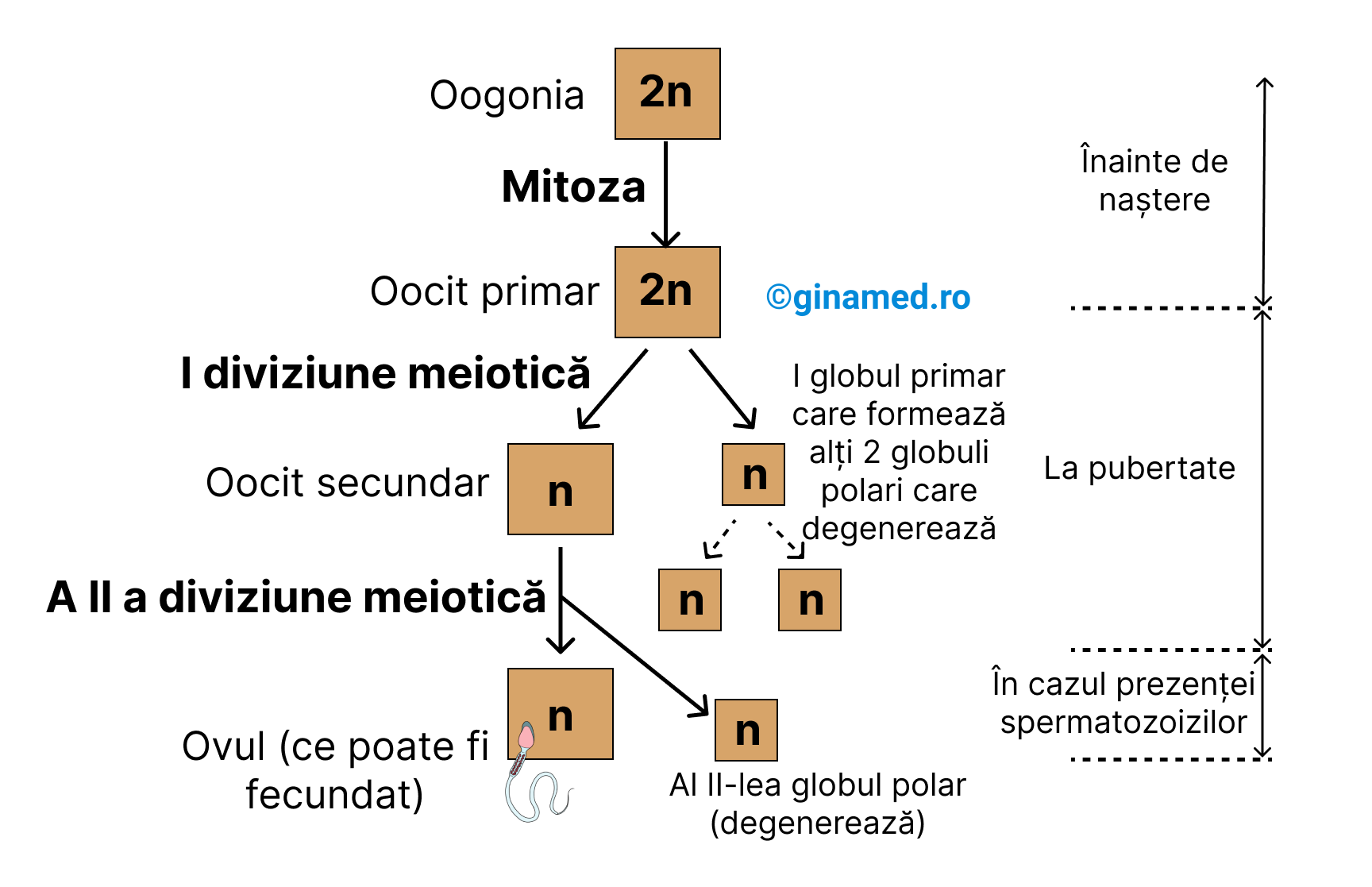 Oogeneza - formarea și dezvoltarea ovulului (n - este numărul de cromozomi).