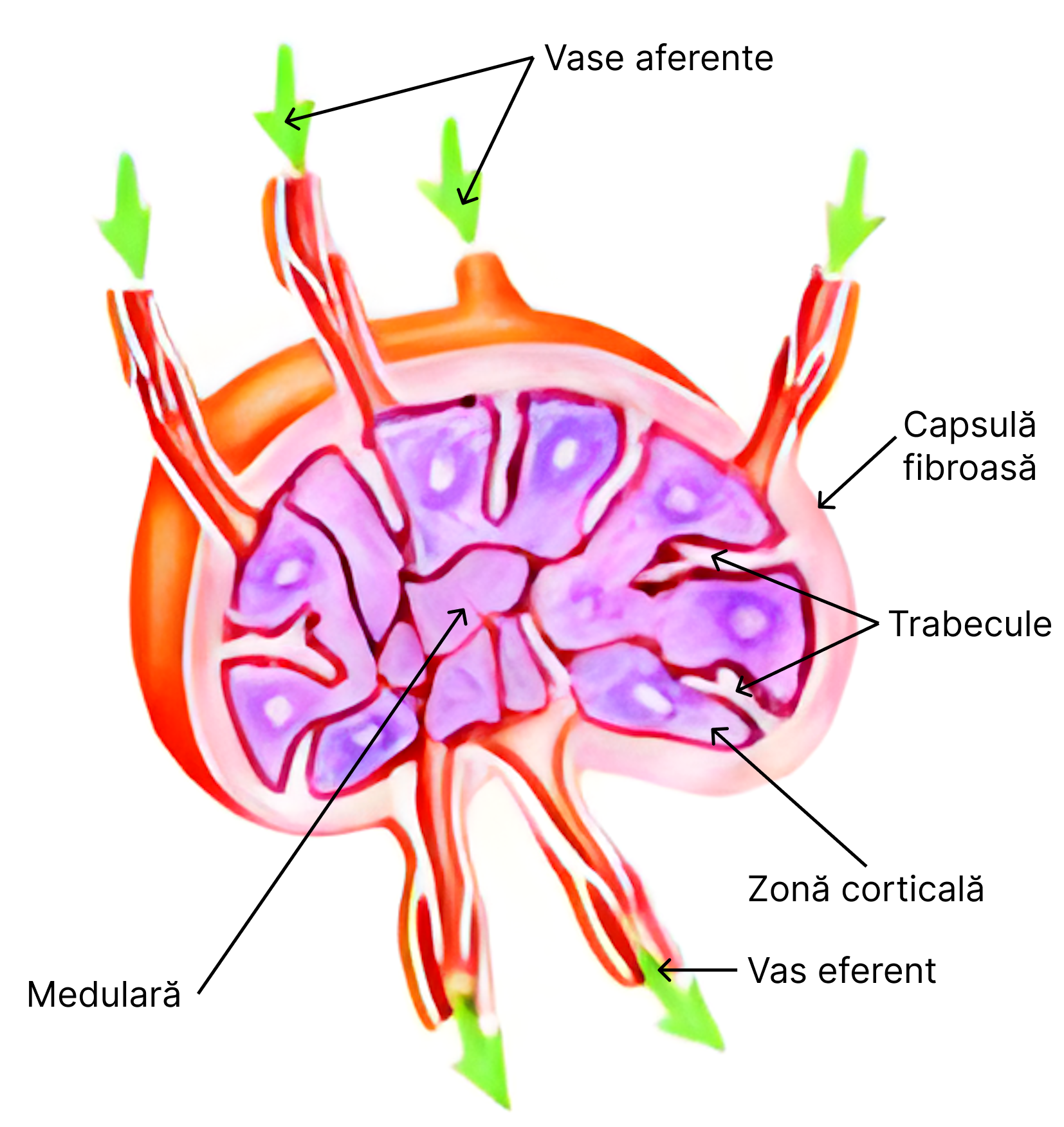 Ganglion limfatic.