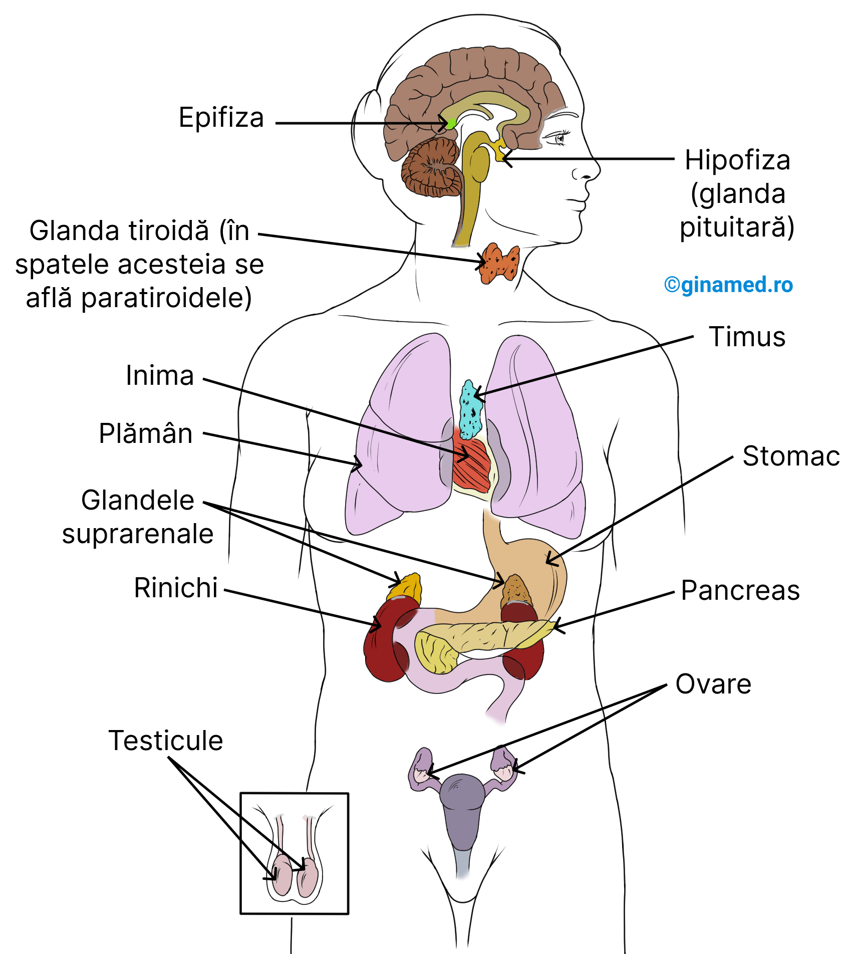 Glandele endocrine și dispunerea lor raportată la organele corpului. (Pe imagine se observă dispunerea pancreasului anterior de rinichiul stâng)