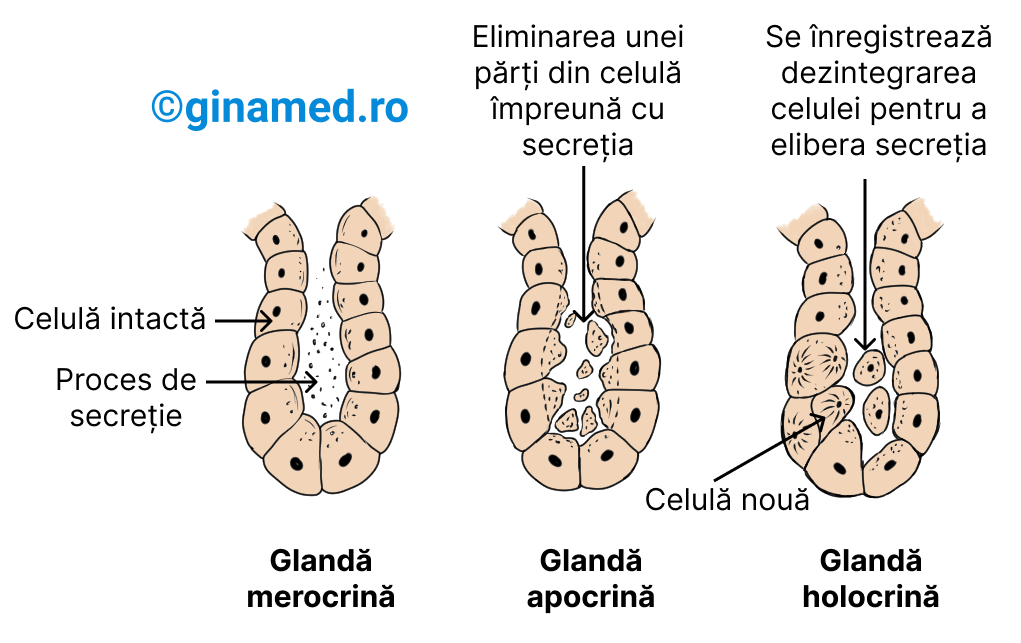 Tipuri de glande exocrine în funcție de activitate.