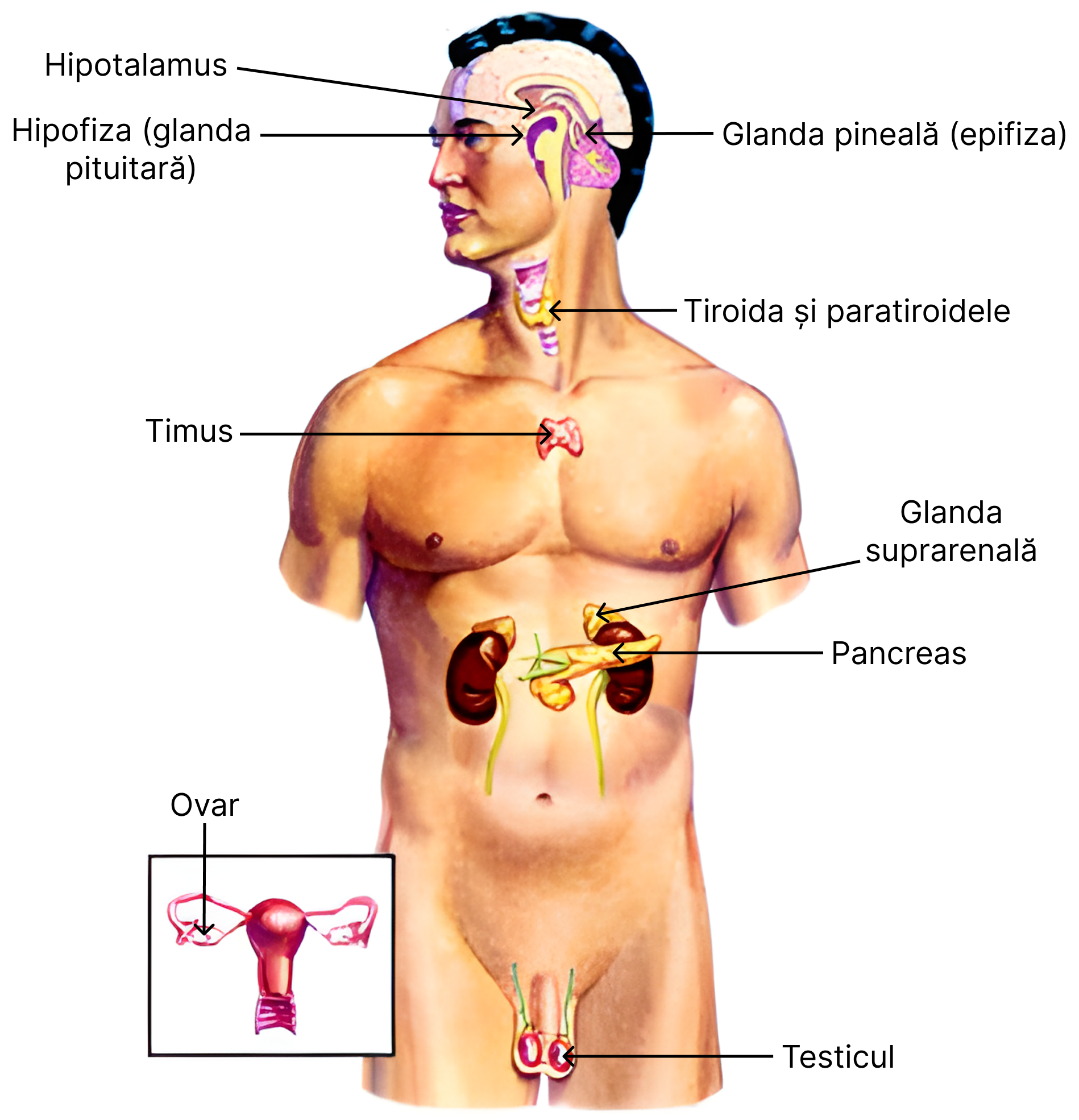Glandele endocrine. De pe imagine se observă cu pancreasul se află anterior de rinichiul stâng.