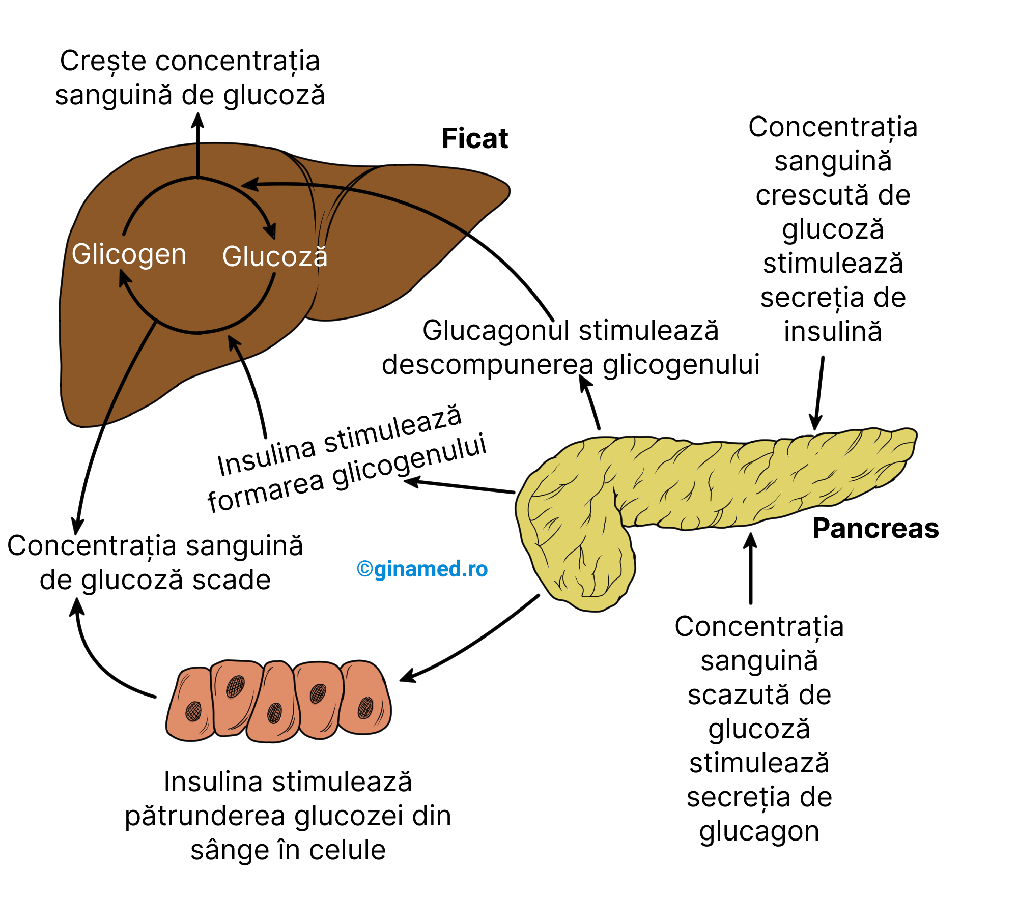 Efecte antagoniste insulină - glucagon.