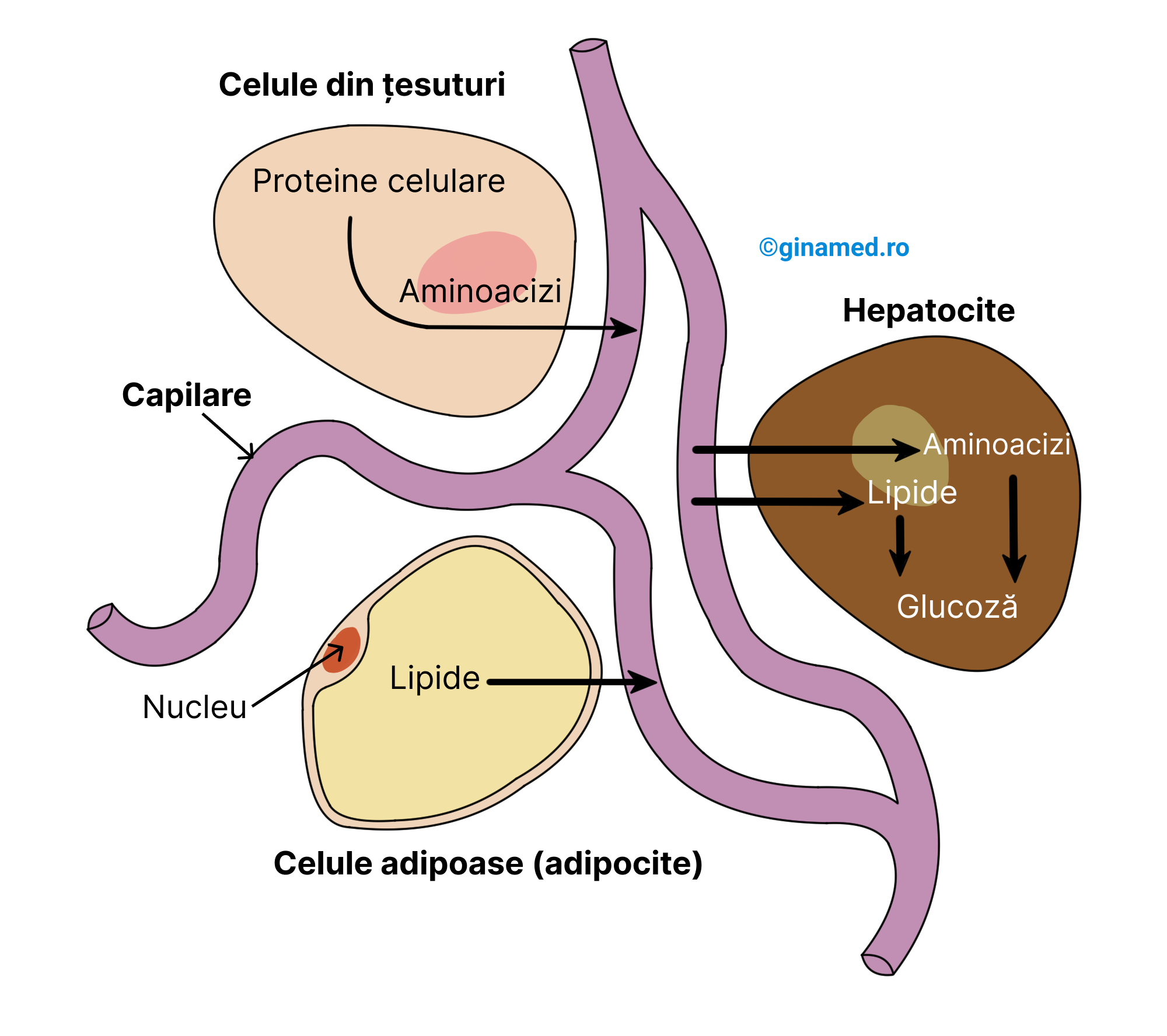 Gluconeogeneza.