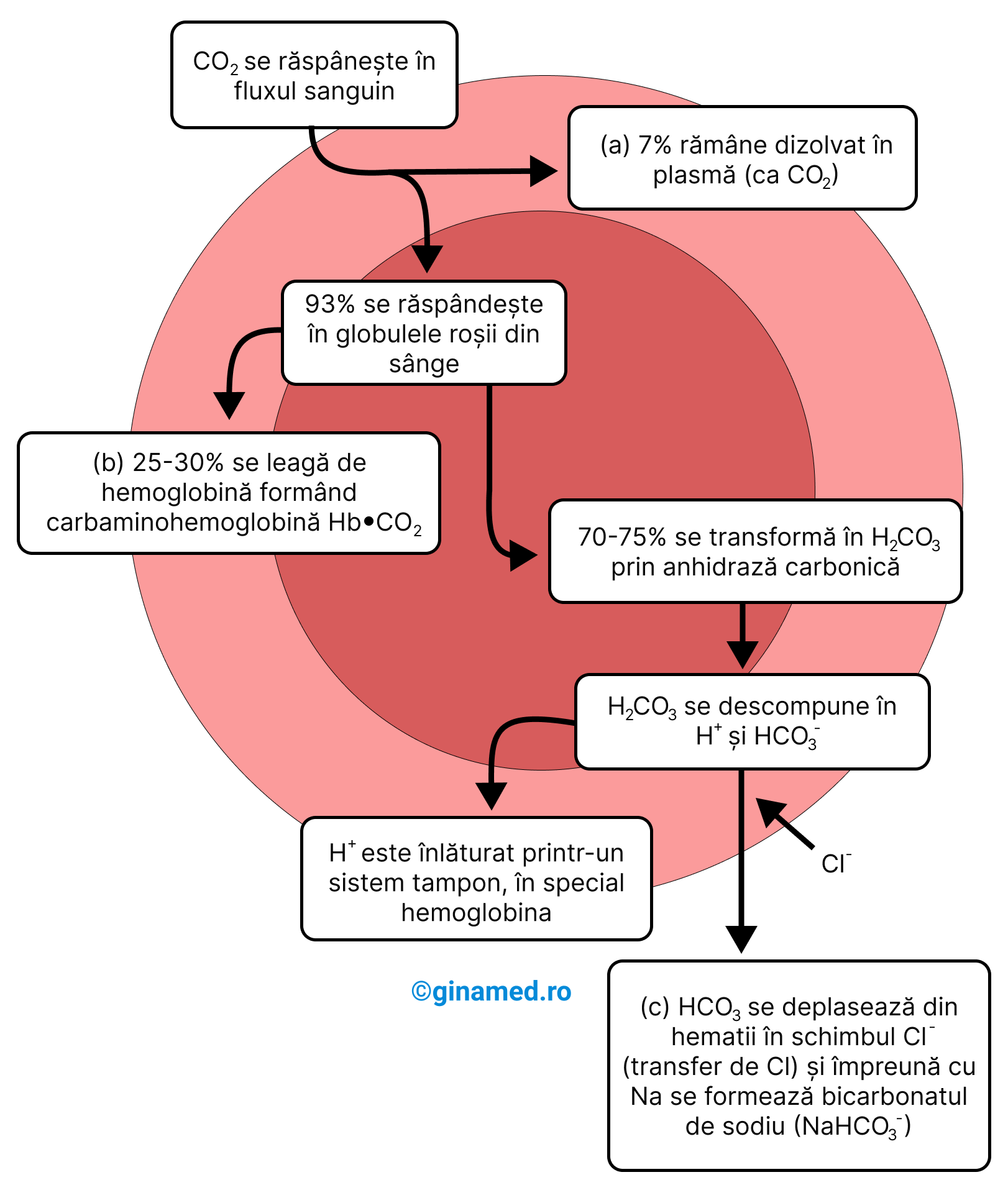 Transportul dioxidului de carbon în sânge. <b>3 mecanisme diferite</b> asigură transportul dioxidului de carbon în sânge: a. ca dioxid de carbon dizolvat; b. sub formă de carbaminohemoglobină; c. sub formă de bicarbonat de sodiu.