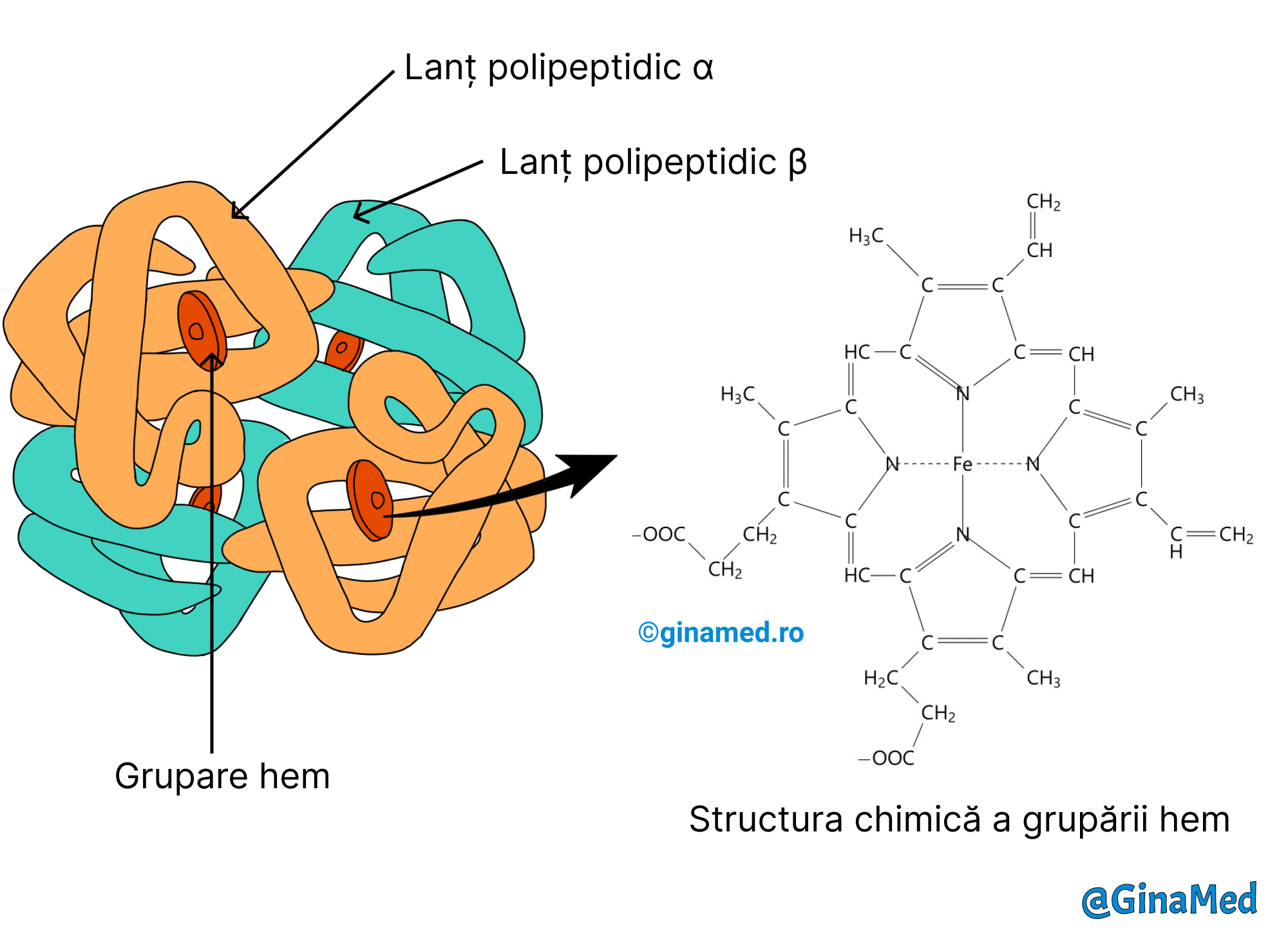 Molecula de hemoglobină din eritrocite (stânga) și structura chimică a grupării hem din alcătuirea hemoglobinei (dreapta).