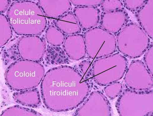 Histologia tiroidei.