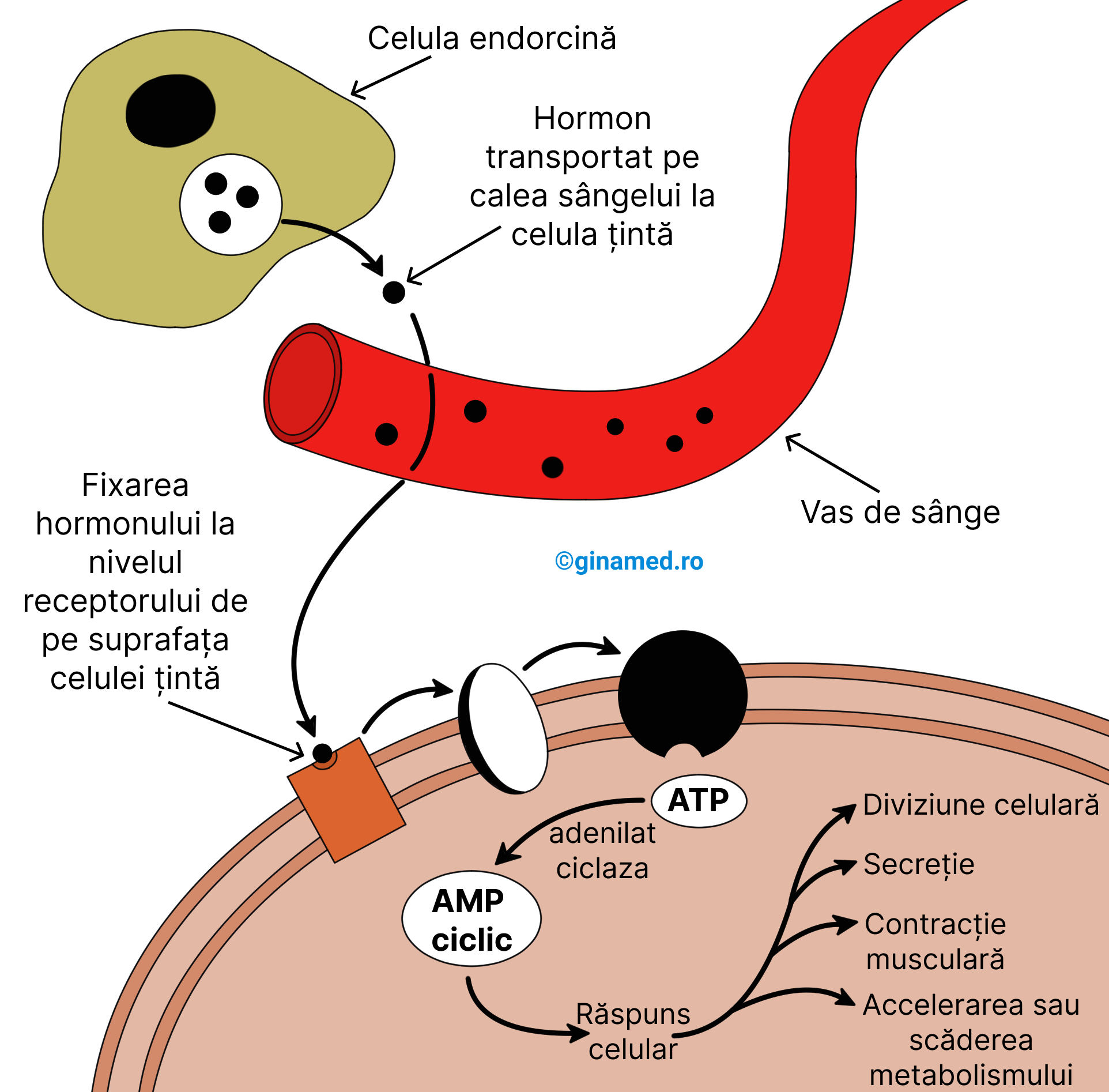 Activitatea hormonilor proteici, peptidici și aminici.