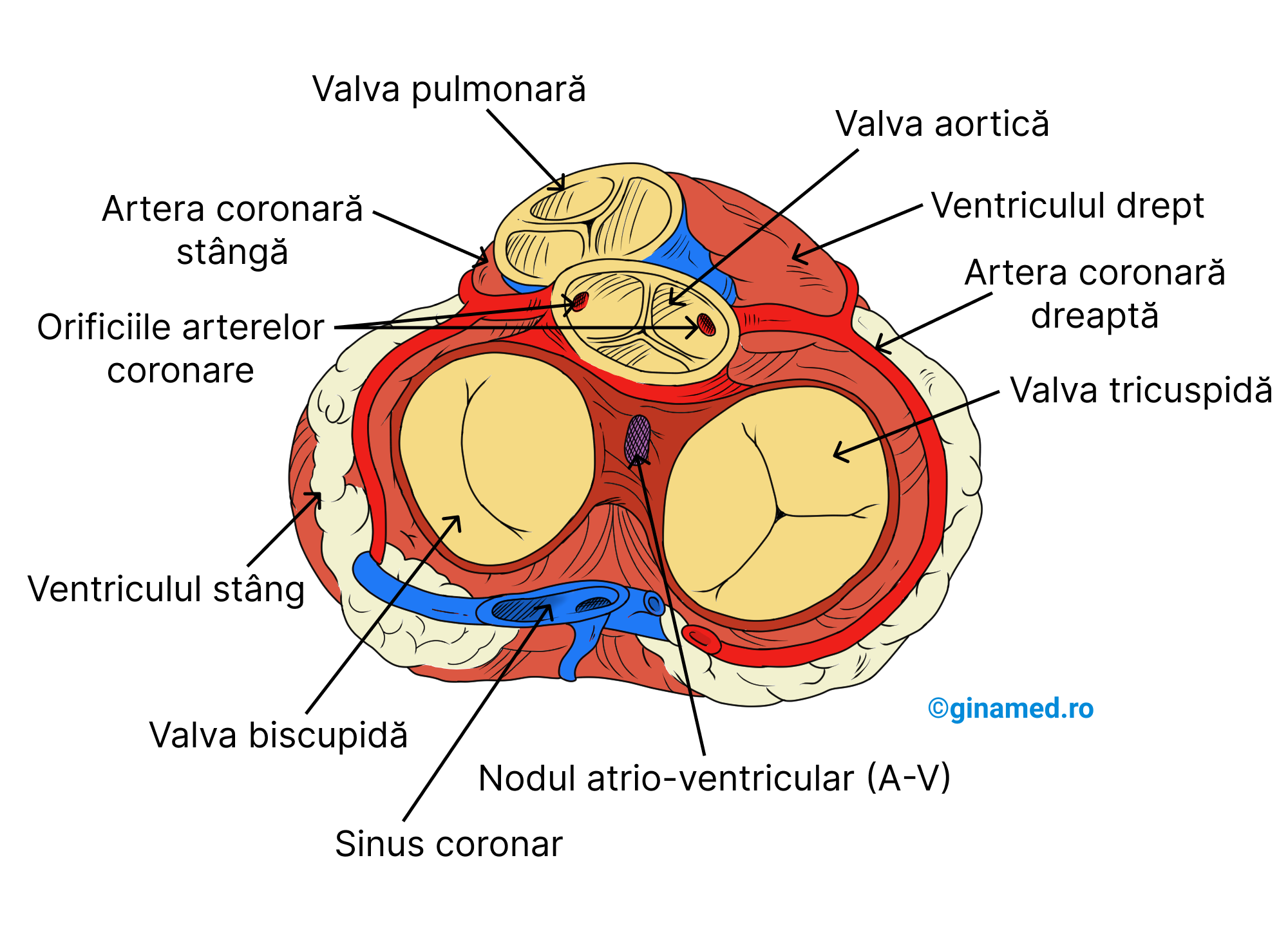Inima privită de sus după îndepărtarea atriilor. (Completare: pe imaginea de mai sus se observă cum și <b>valvele semilunare prezintă fiecare câte 3 cuspisuri</b>.) 