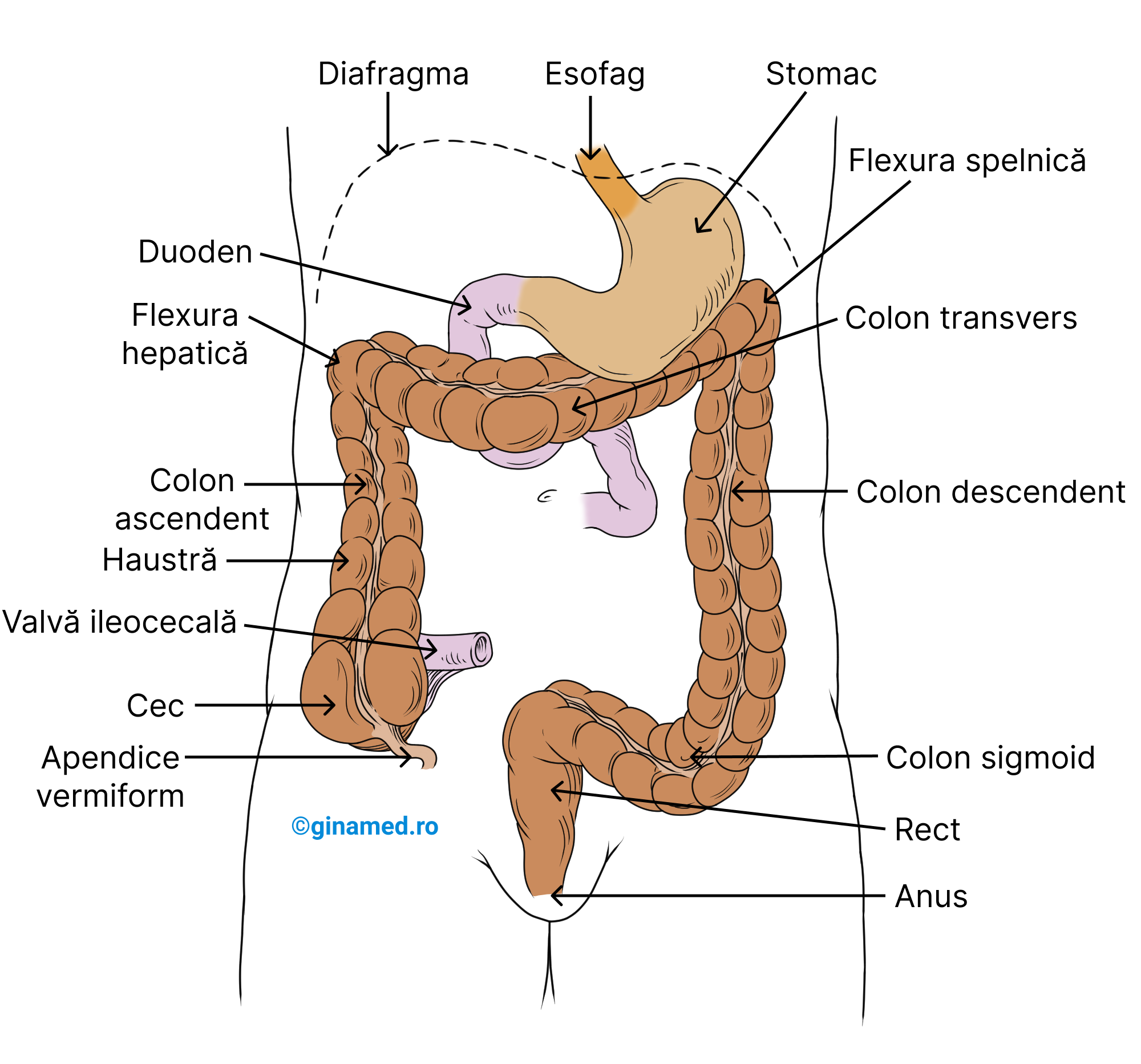 Intestinul gros - vedere anterioară (ventrală). Pentru claritate au fost îndepărtate: porțiunea de intestin subțire de la duoden până la cec, ficatul, pancreasul.
