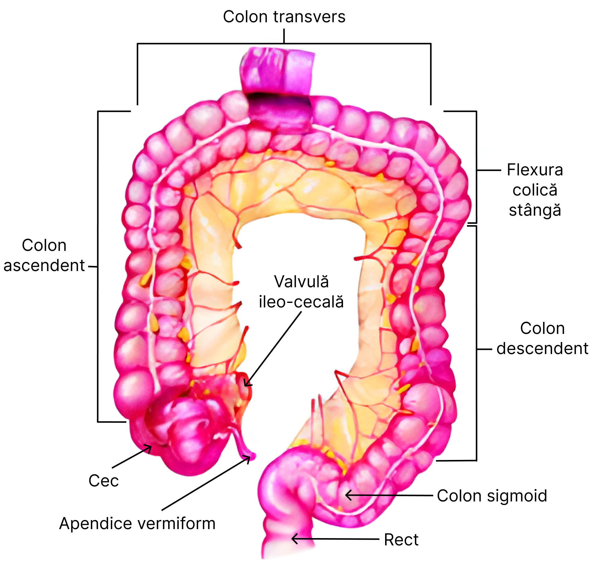 Segmentele intestinului gros.