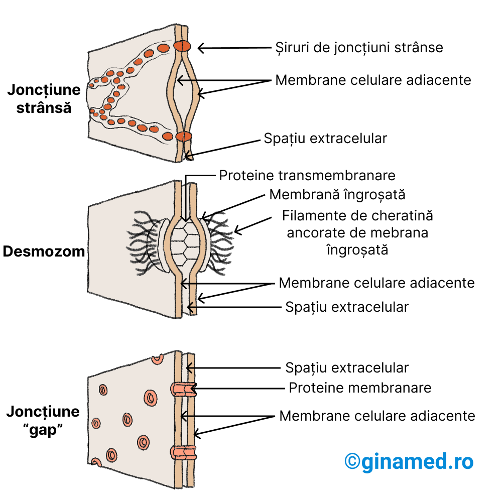 Joncțiunile celulare.