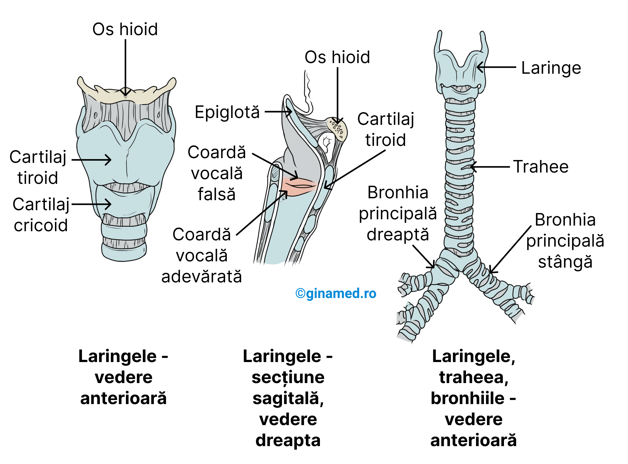 Laringele, corzile vocale și traheea.