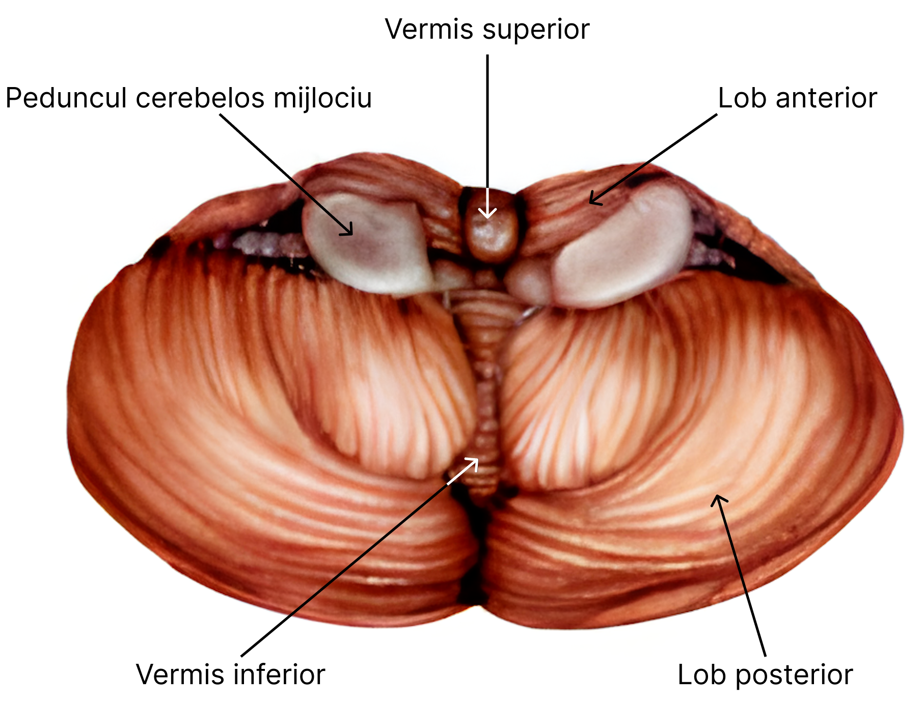 Lobulația cerebelului - lobul anterior și lobul posterior.