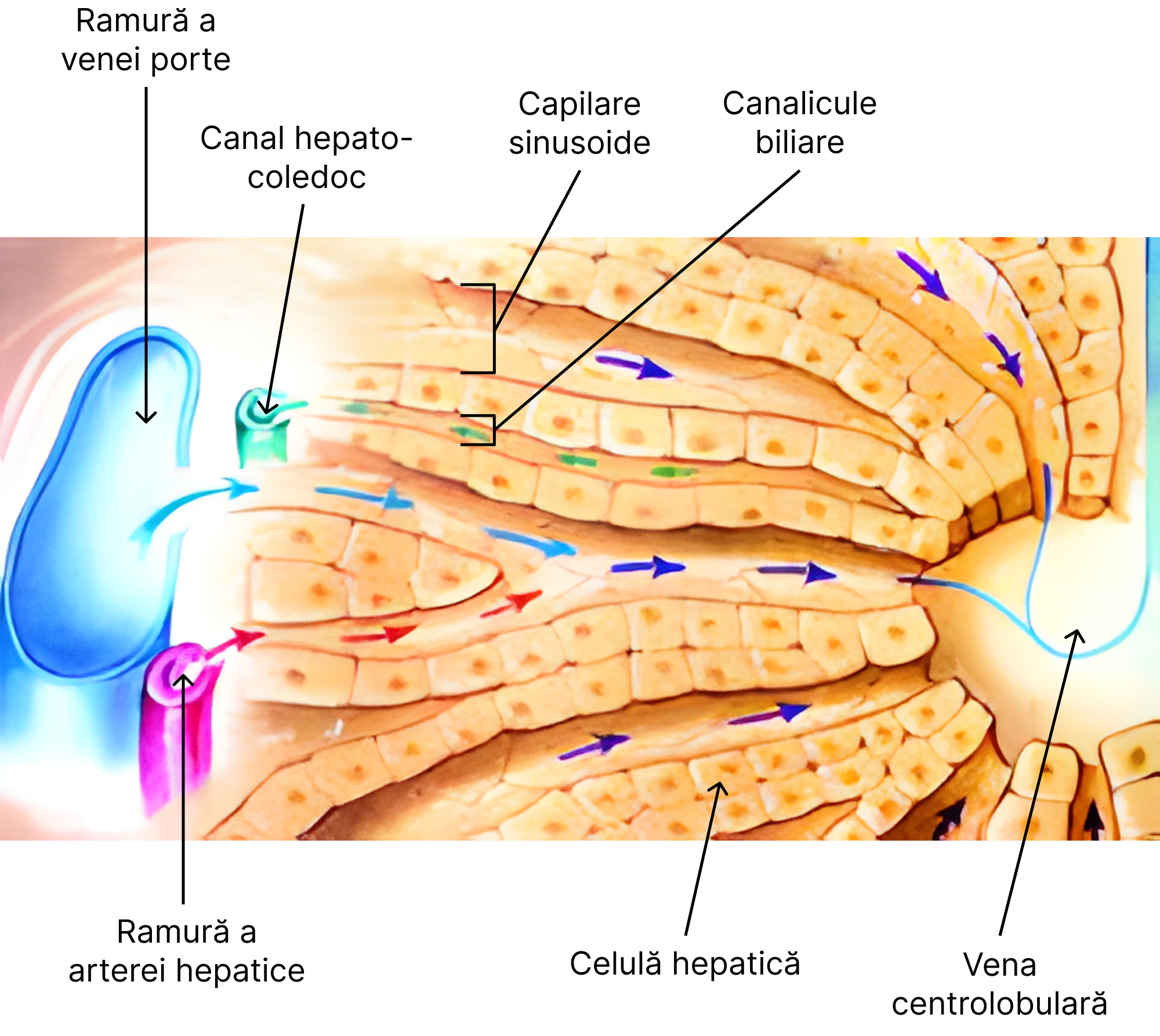 Lobulul hepatic.