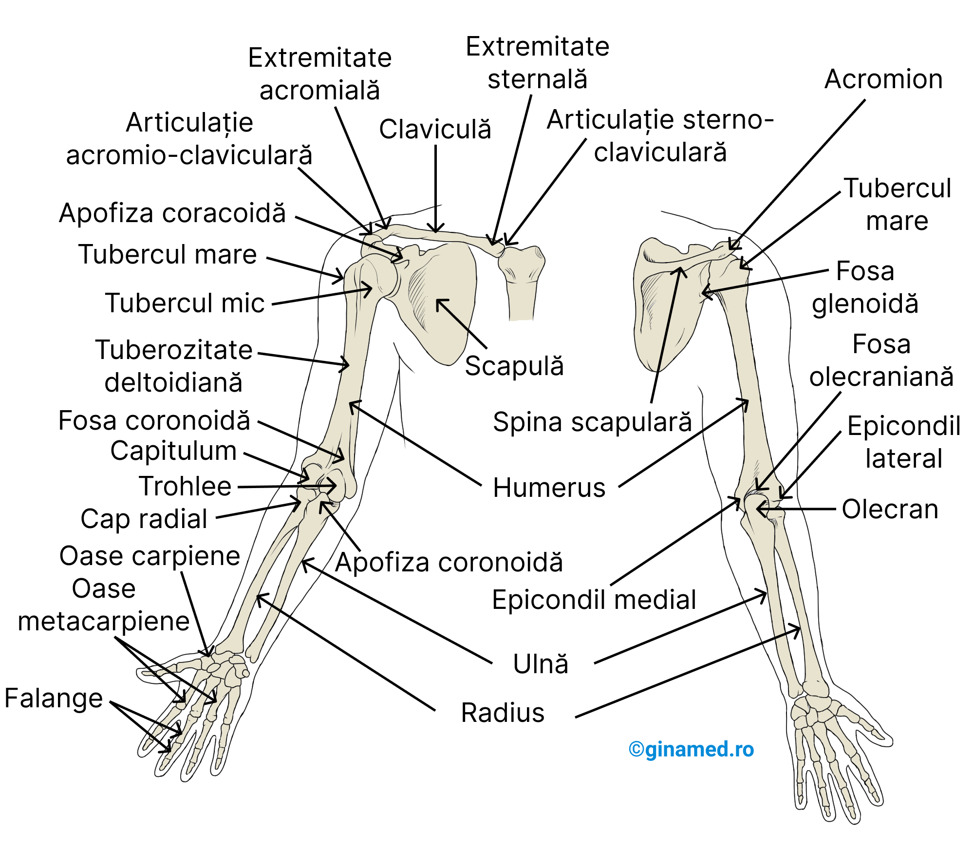 Oasele membrului superior drept și centura pectorală. Imaginea din stânga prezintă membrul superior privit din partea anterioară (se observă structuri pentru articulații și inserții musculare), iar în imaginea din dreapta acesta este redat din partea posterioară.