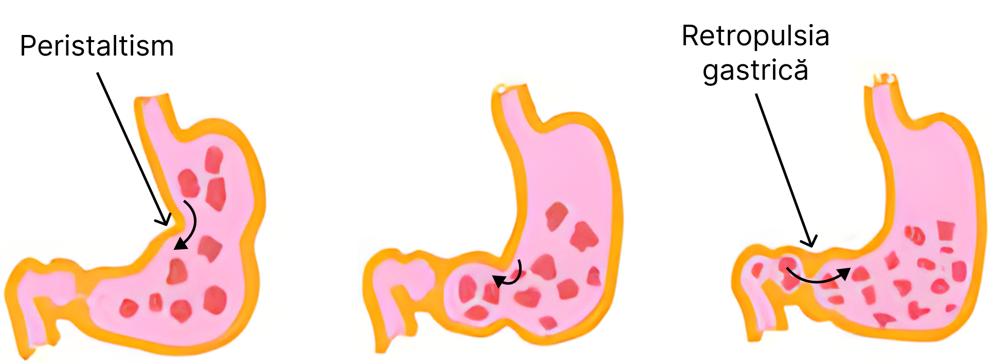 Motilitatea gastrică: mișcări peristaltice și retropulsia gastrică.