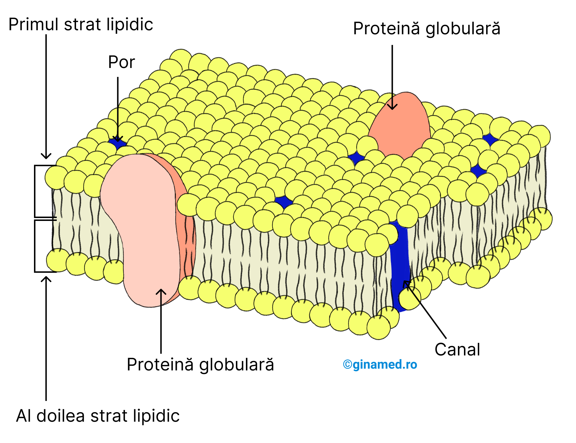 Modelul mozaic fluid al membranei plasmatice.
