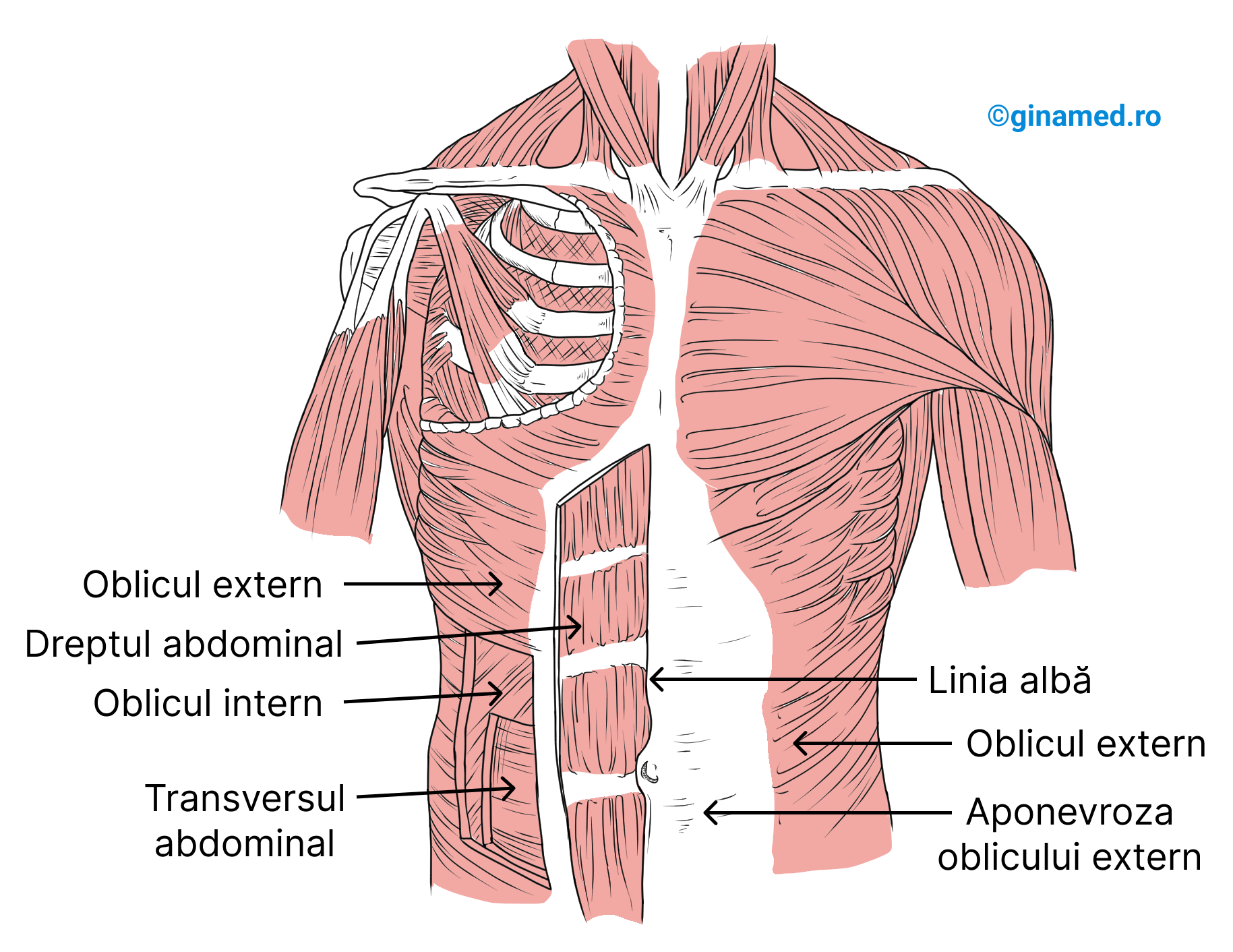 Cei mai importanți mușchi ai peretelui abdominal.