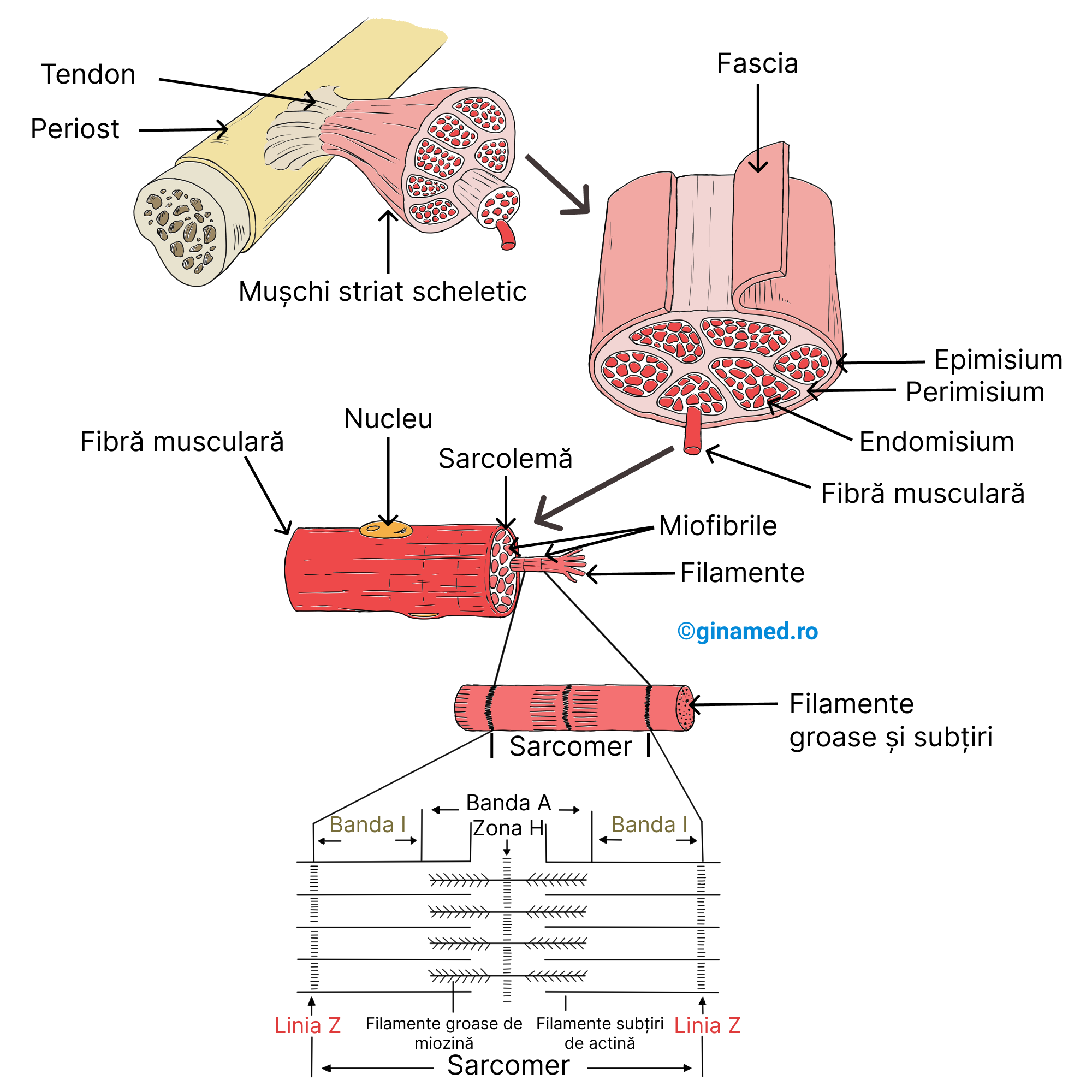 Structura microscopică și electronomicroscopică a celulei musculare striate scheletice.
