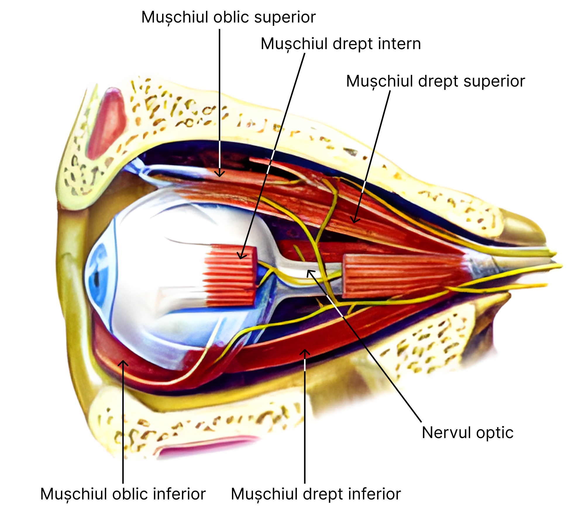 Distribuția nervilor cranieni III (oculomotor), IV (trohlear) și VI (abducens) implicați în mișcări oculare. 