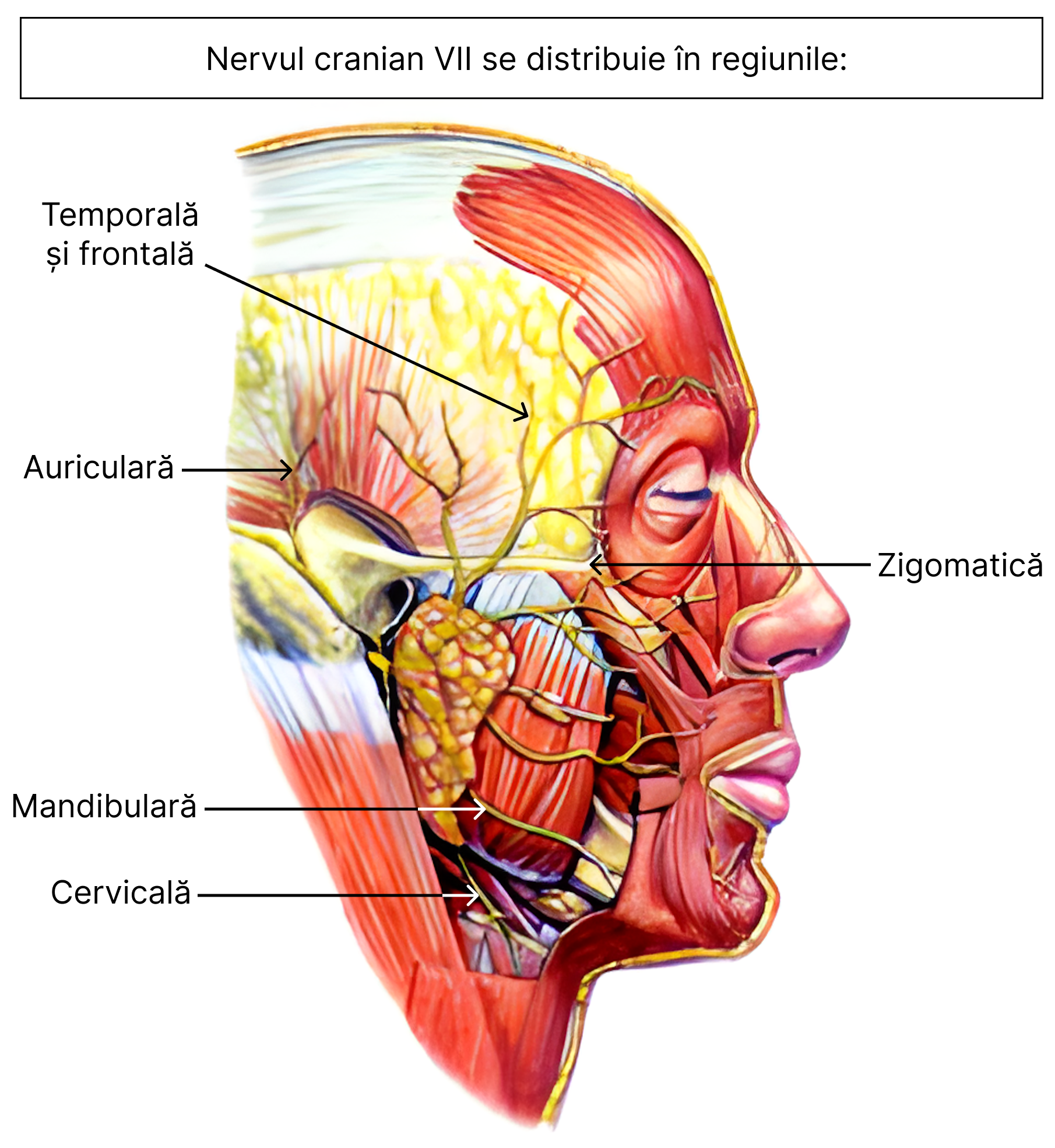 Regiunile în care se distribuie nervul cranian VII. Pe imagine se remarcă distribuția nervului facial (VII) la nivelul<b> mușchiului orbicular al ochiului</b>, dar și <b>la mușchiul orbicular al buzelor</b>. Nervul facial (VII) inervând motor mușchii mimicii, la cei de mai sus se adaugă și: mușchiul frontal, mușchiul occipital (nu se vede pe imagine), mușchiul temporal. 