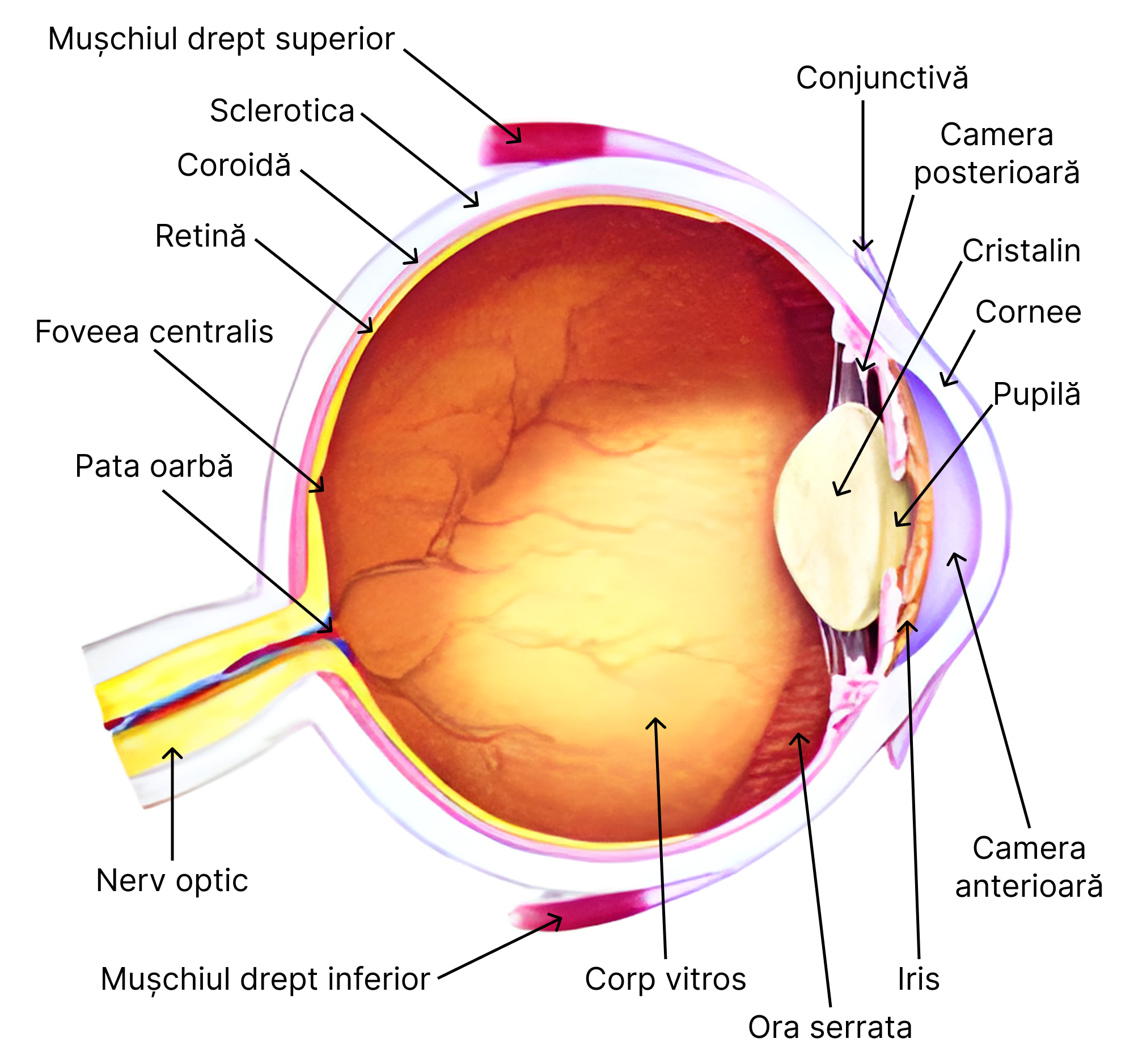 Anatomia ochiului uman. Observație de pe imaginea de mai sus: La nivelul globului ocular se află două camere: anterioară și posterioară. <b>Camera anterioară</b> este o regiune cuprinsă între cornee și iris, iar <b>camera posterioară</b> este o regiune cuprinsă între iris și cristalin. Ambele conțin umoare apoasă. 