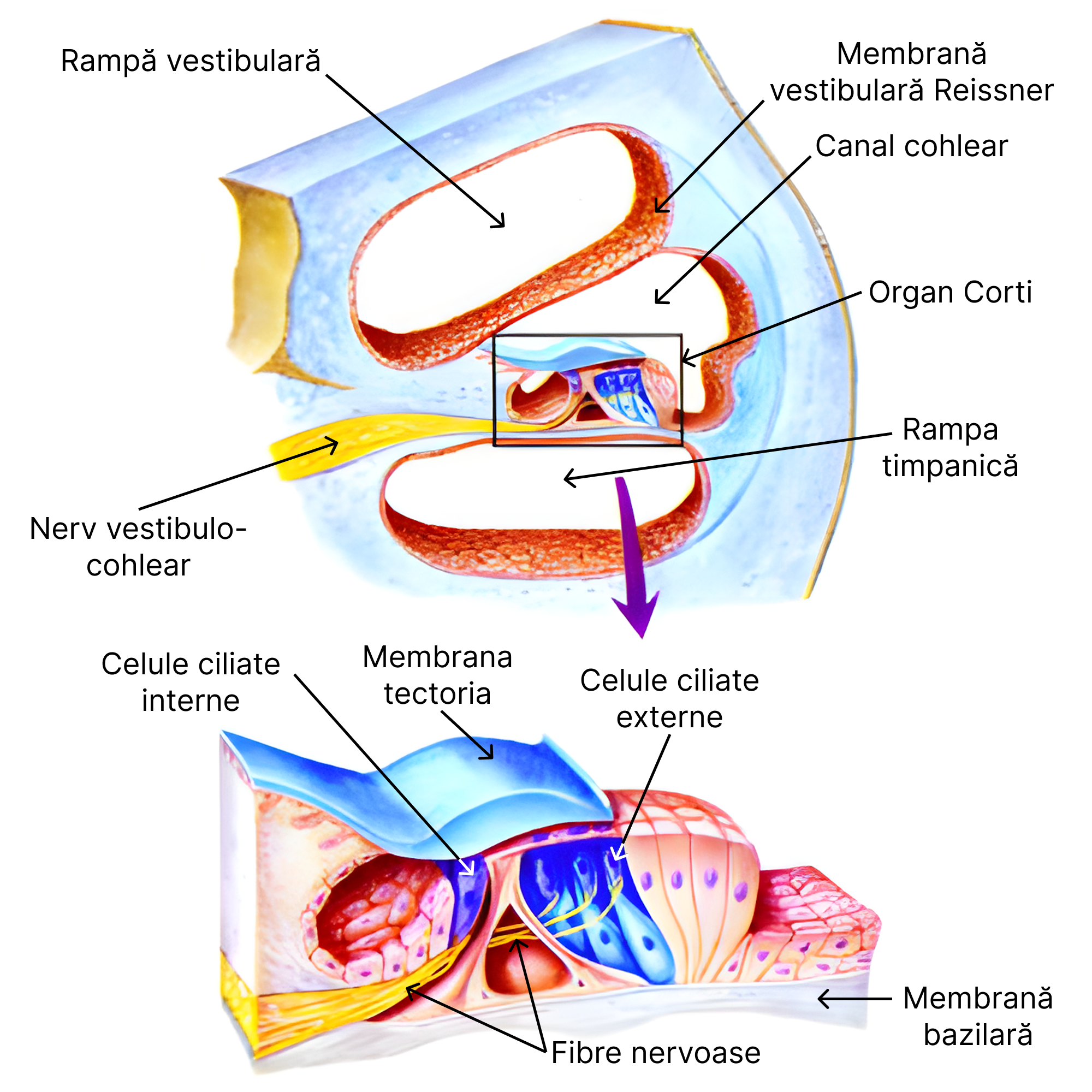 Organul Corti.