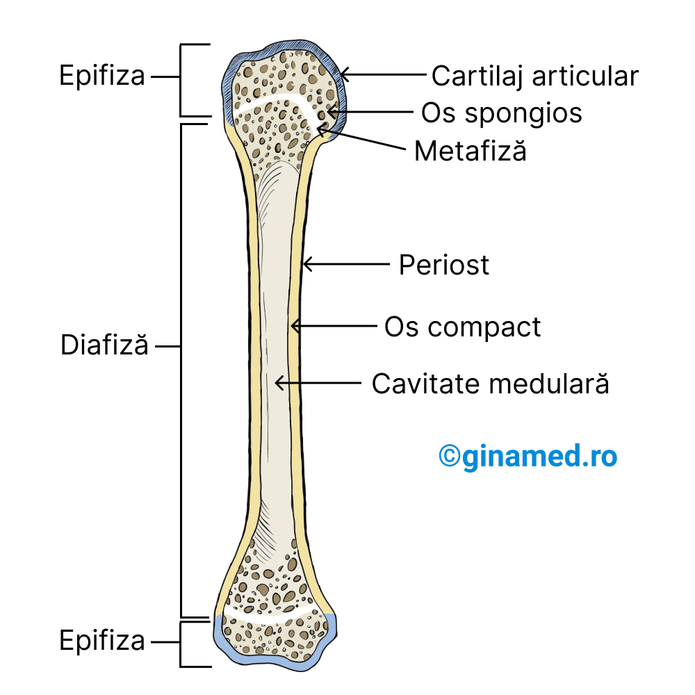 Structura unui os lung.