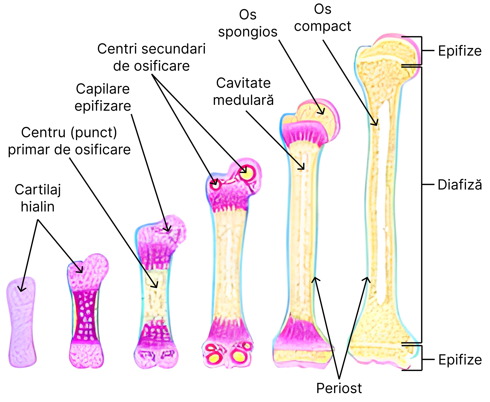 Osteogeneza oaselor lungi.