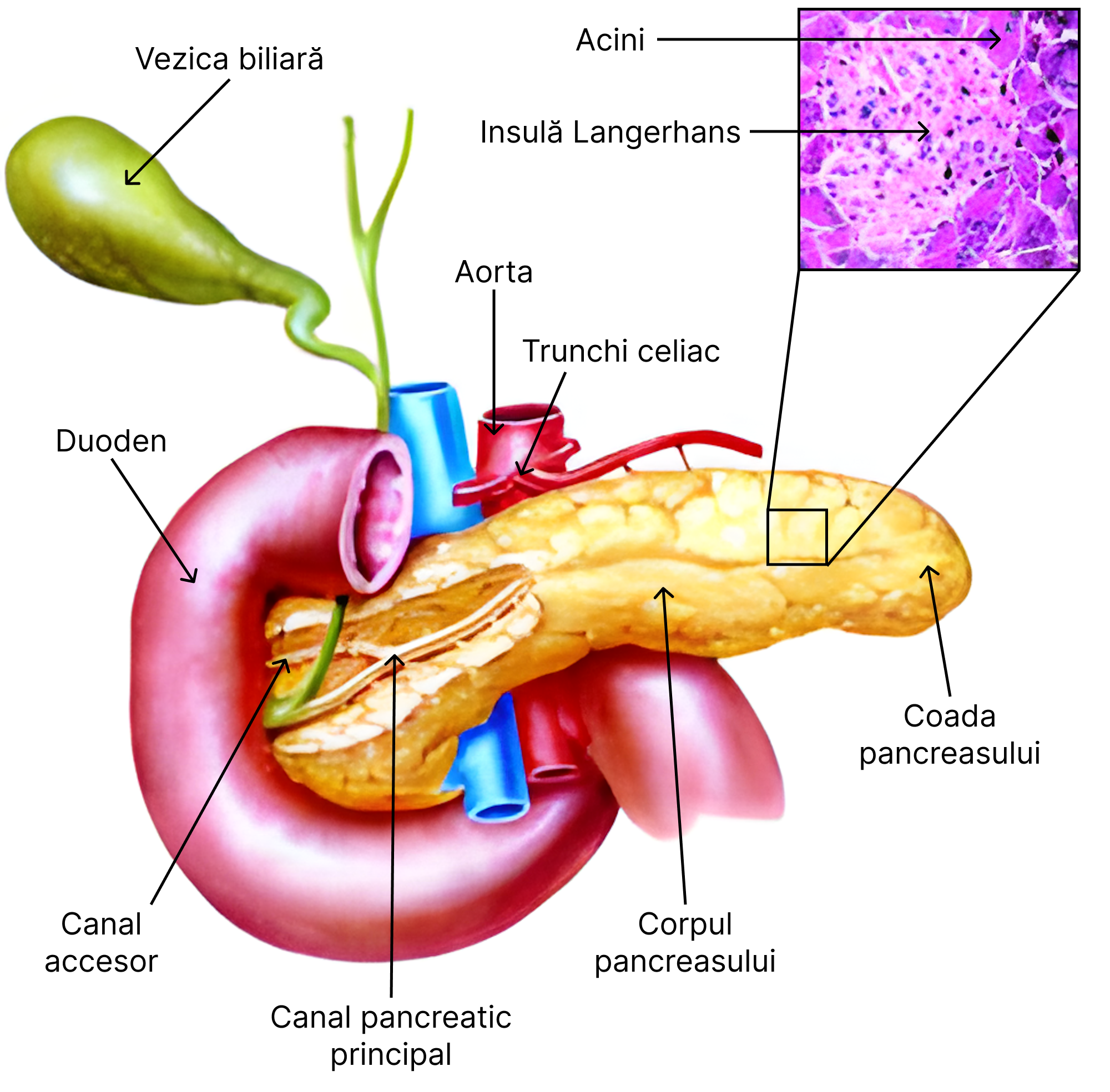 Pancreasul. De pe imagine se observă cum ramuri din trunchiul celiac vascularizează pancreasul.