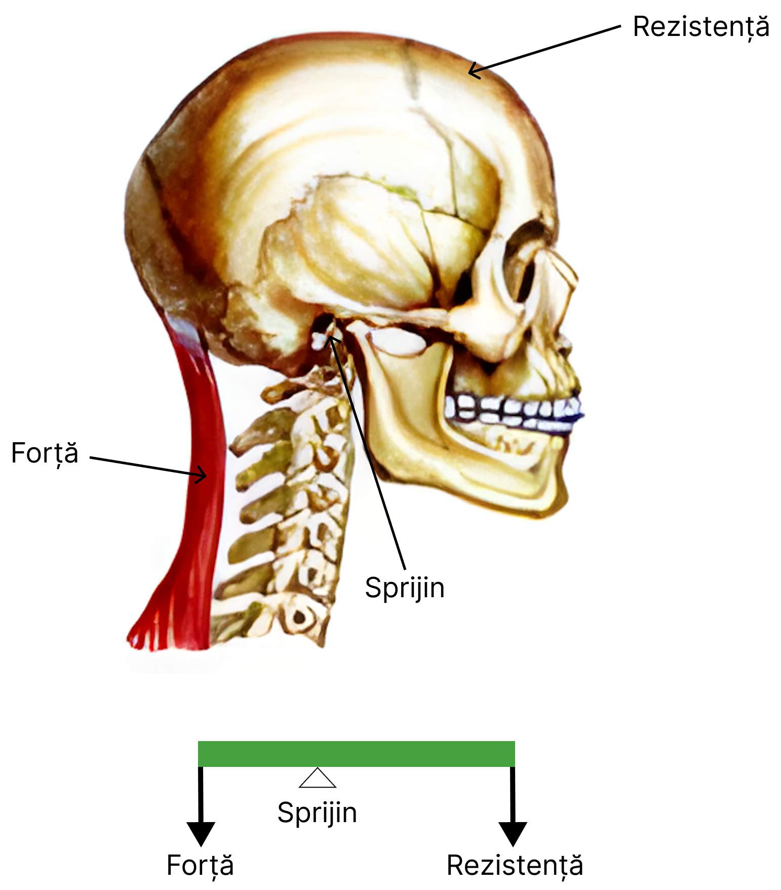 Pârghie osteo-musculară de <b>ordinul I</b> – articulația craniului cu coloana vertebrală.