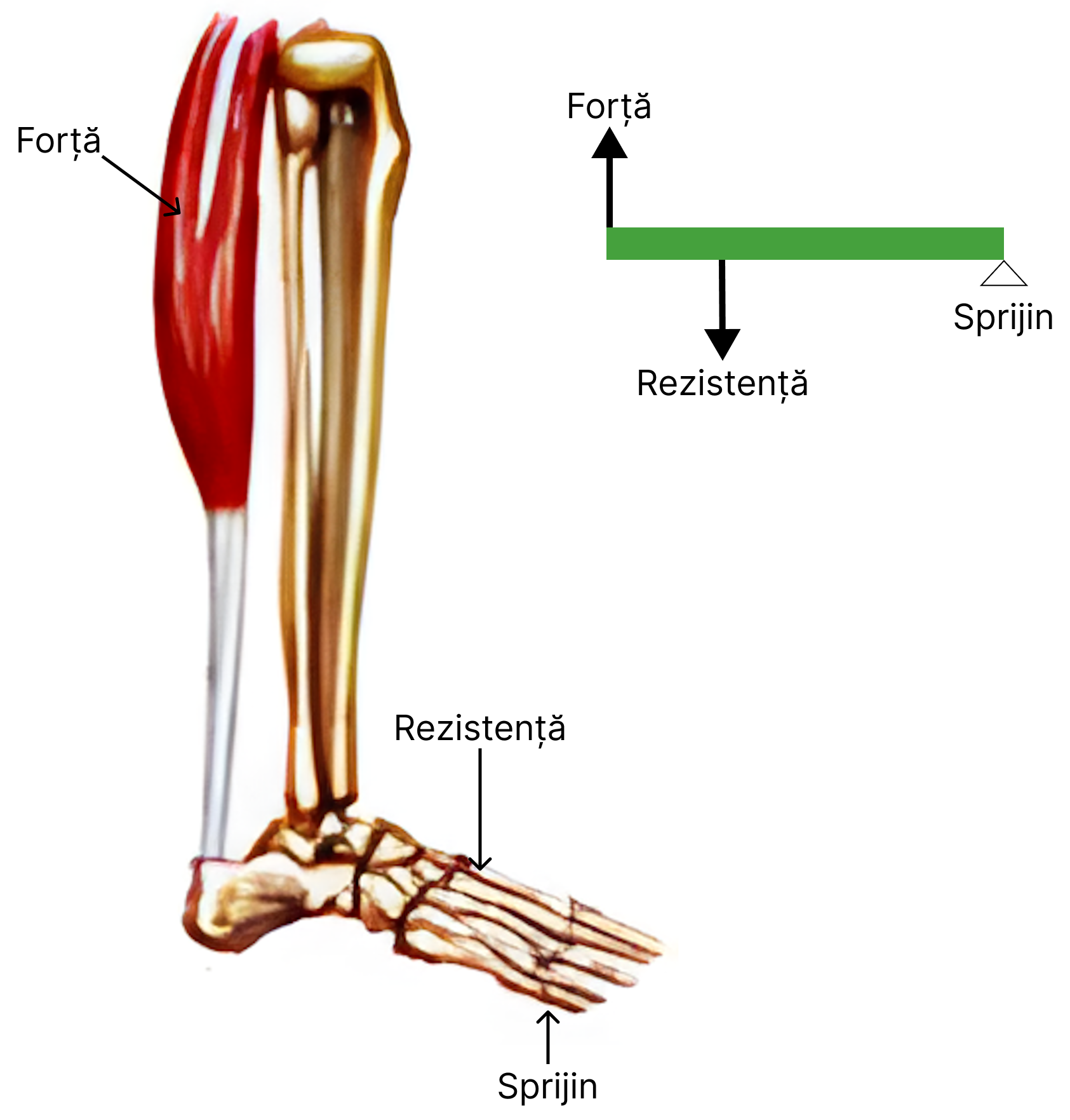 Pârghie osteo-musculară de <b>ordinul II</b> – articulația dintre oasele gambei și picior.