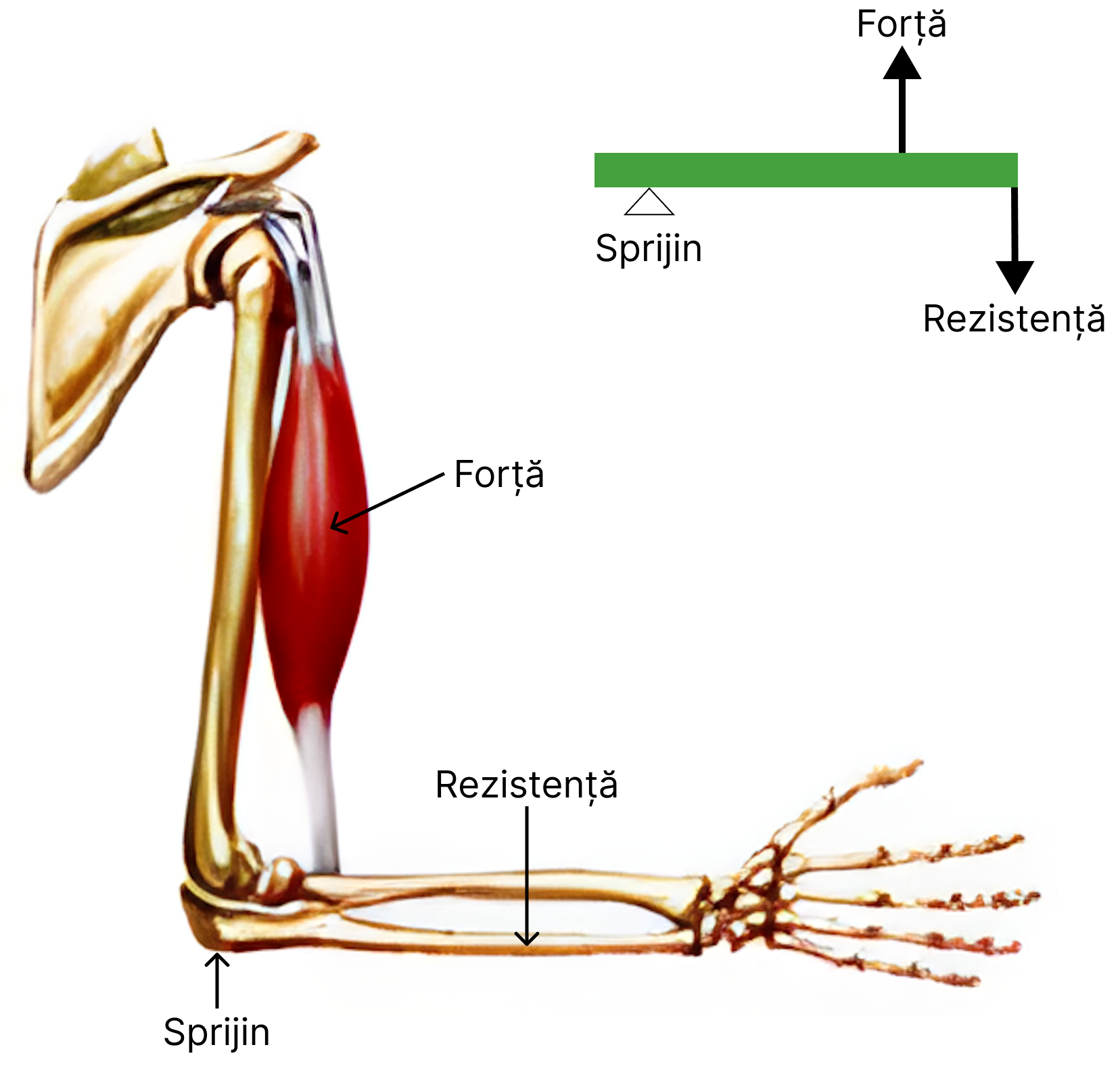 Pârghie osteo-musculară de <b>ordinul III</b> – articulația dintre osul brațului și cele ale antebrațului.
