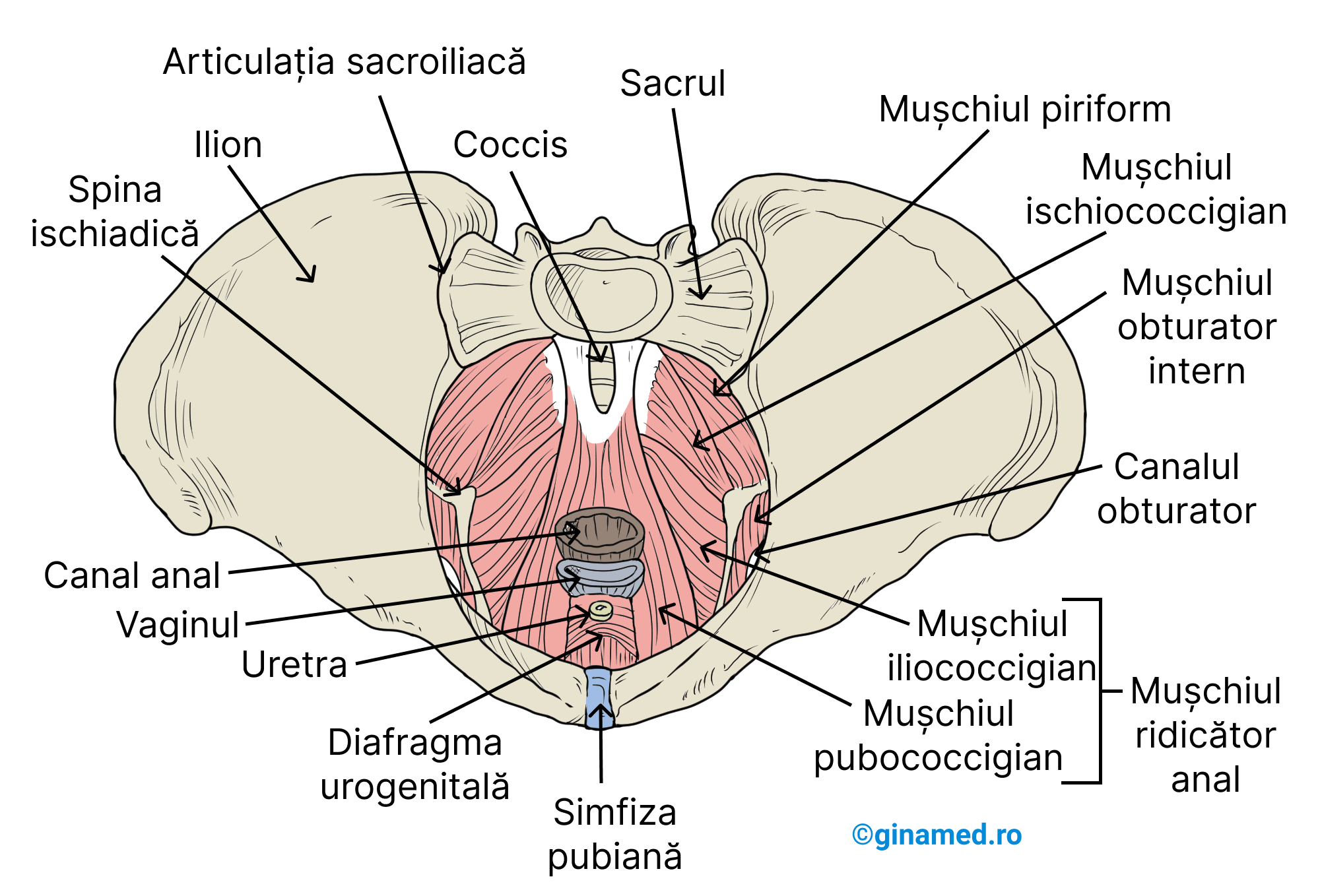 Mușchii profunzi ai pelvisului feminin. (Completare: pe imagine se observă diafragma urogenitală care intervine în susținerea organelor preponderent din regiune perineală și controlul funcțiilor sfincterelor)