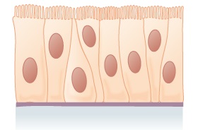 Epiteliu de acoperire pseudostratificat de tip cilindric ciliat. 