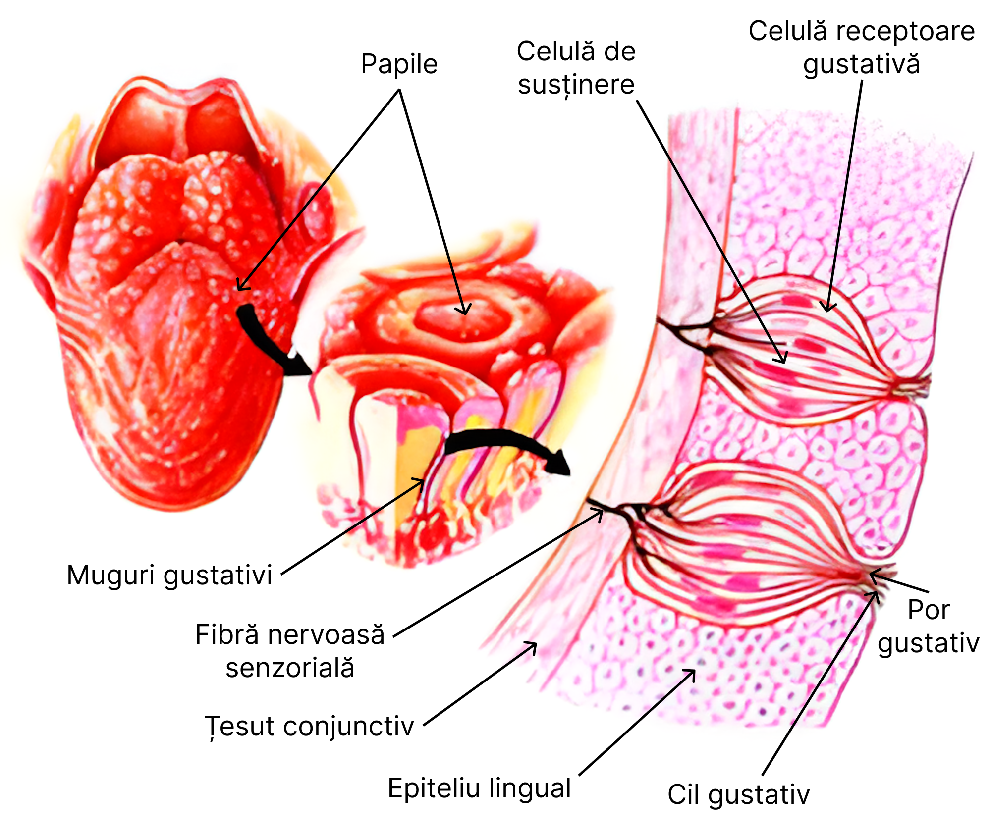Receptorul gustativ.