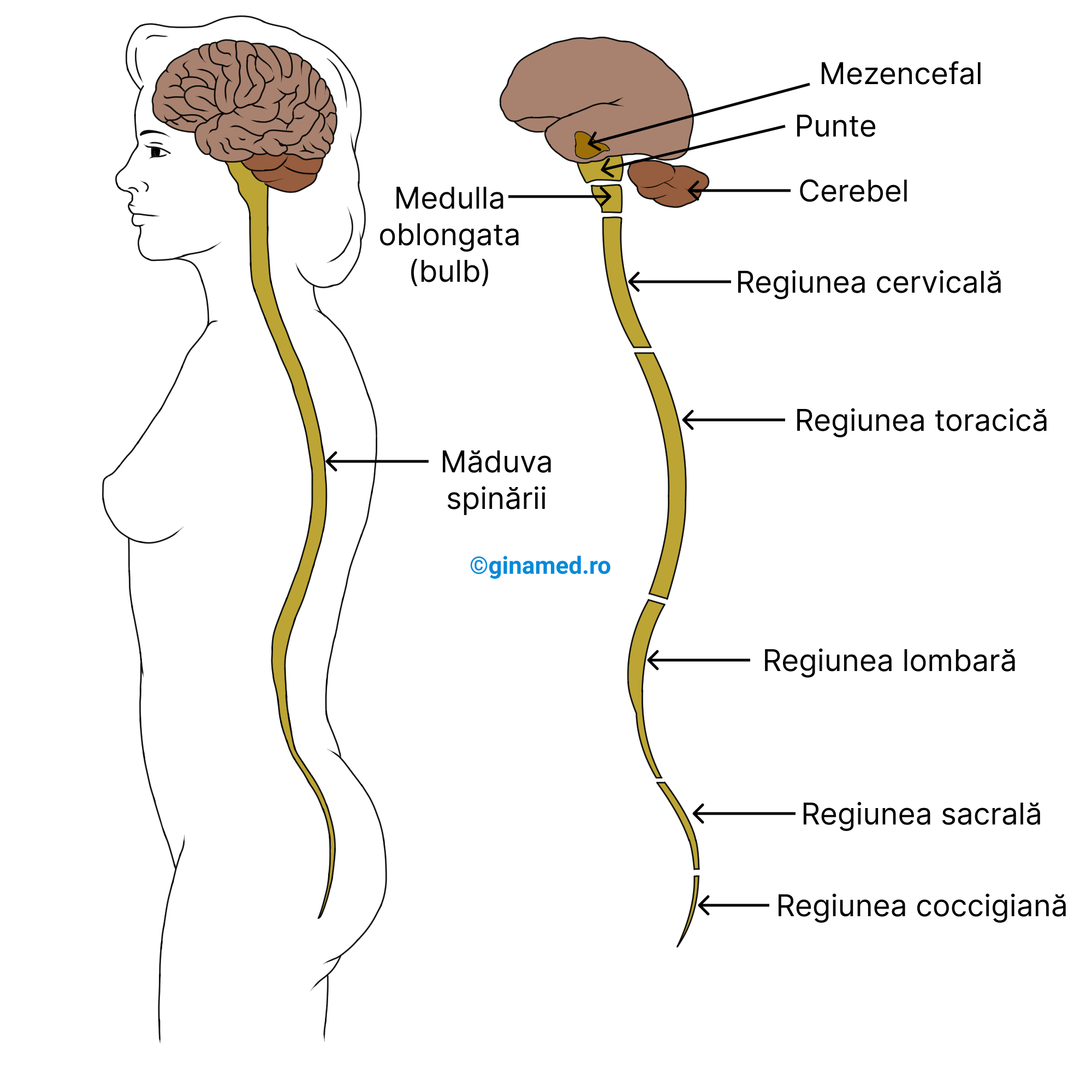 Localizarea SNC în organism împreună cu principalele regiuni ale encefalului și ale măduvei spinării.