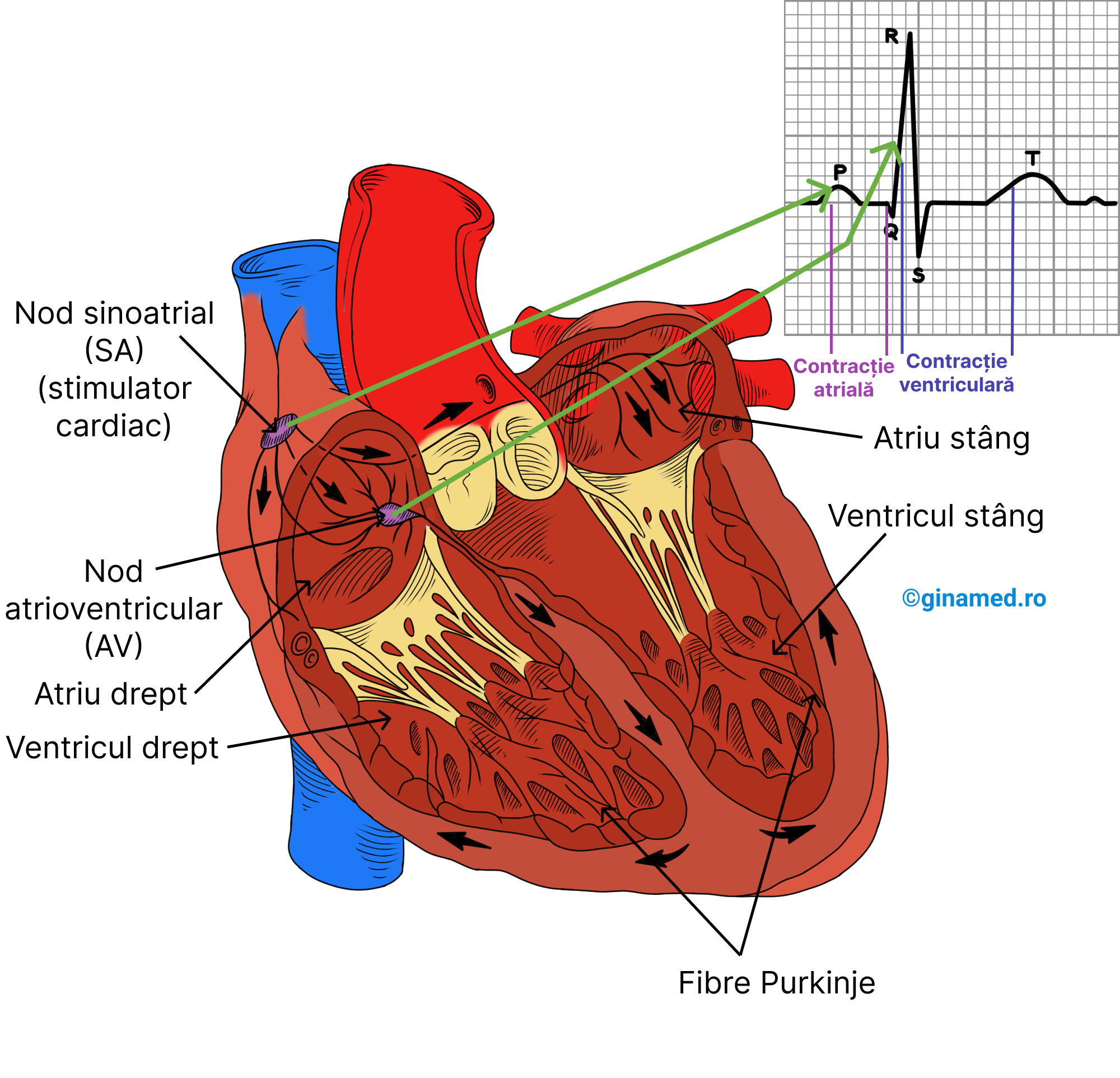 Reprezentarea ciclului cardiac pe ECG.