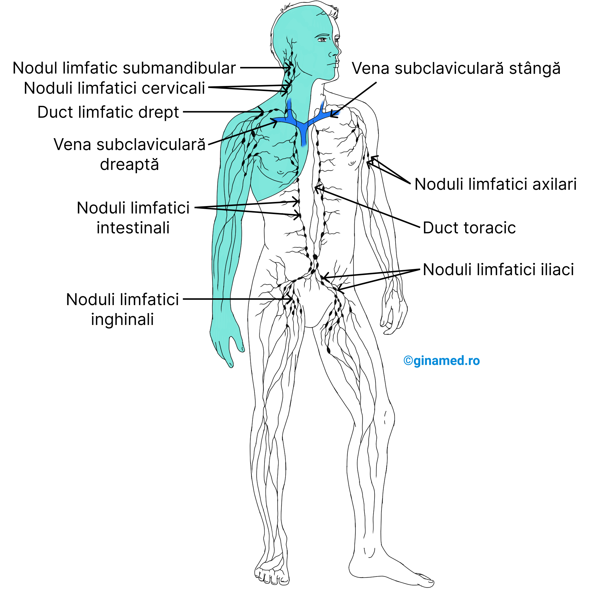 Sistemul limfatic uman. Zona colorată în turcoaz indică suprafața drenată de ductul limfatic drept, iar cea incoloră suprafața drenată de ductul toracic.
