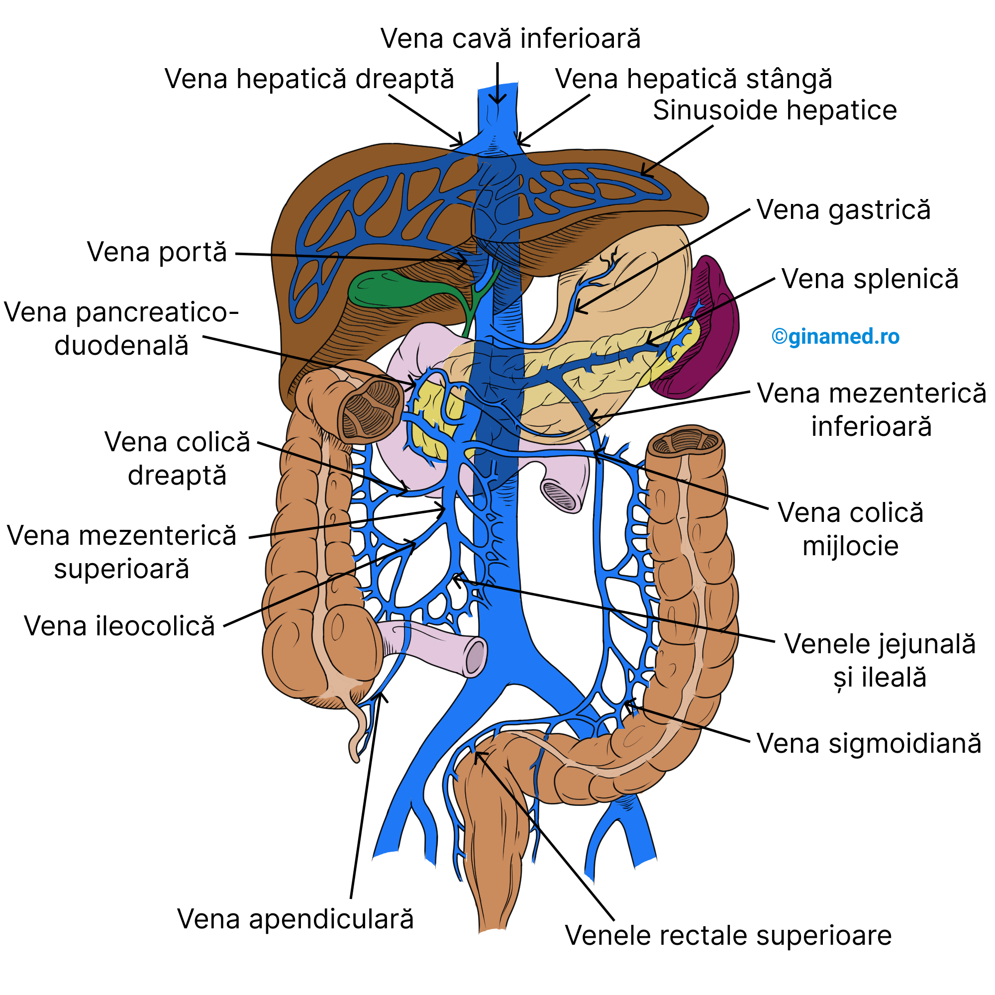 Sistemul port hepatic.