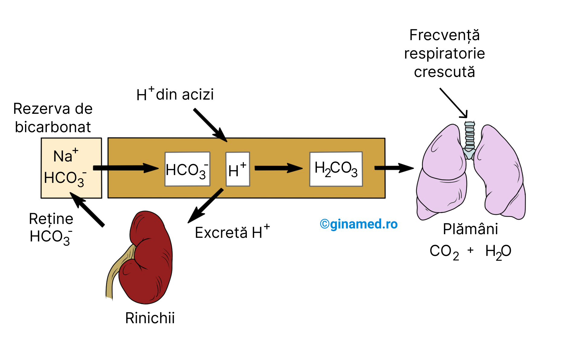 Acțiunea tampon a ionilor bicarbonat ([HTML]HCO&lt;sub&gt;3&lt;/sub&gt;&lt;sup&gt;-&lt;/sup&gt;[/HTML]) la intrarea în sistem a ionilor de hidrogen ([HTML]H&lt;sup&gt;+&lt;/sup&gt;[/HTML]) care provin de la un acid.