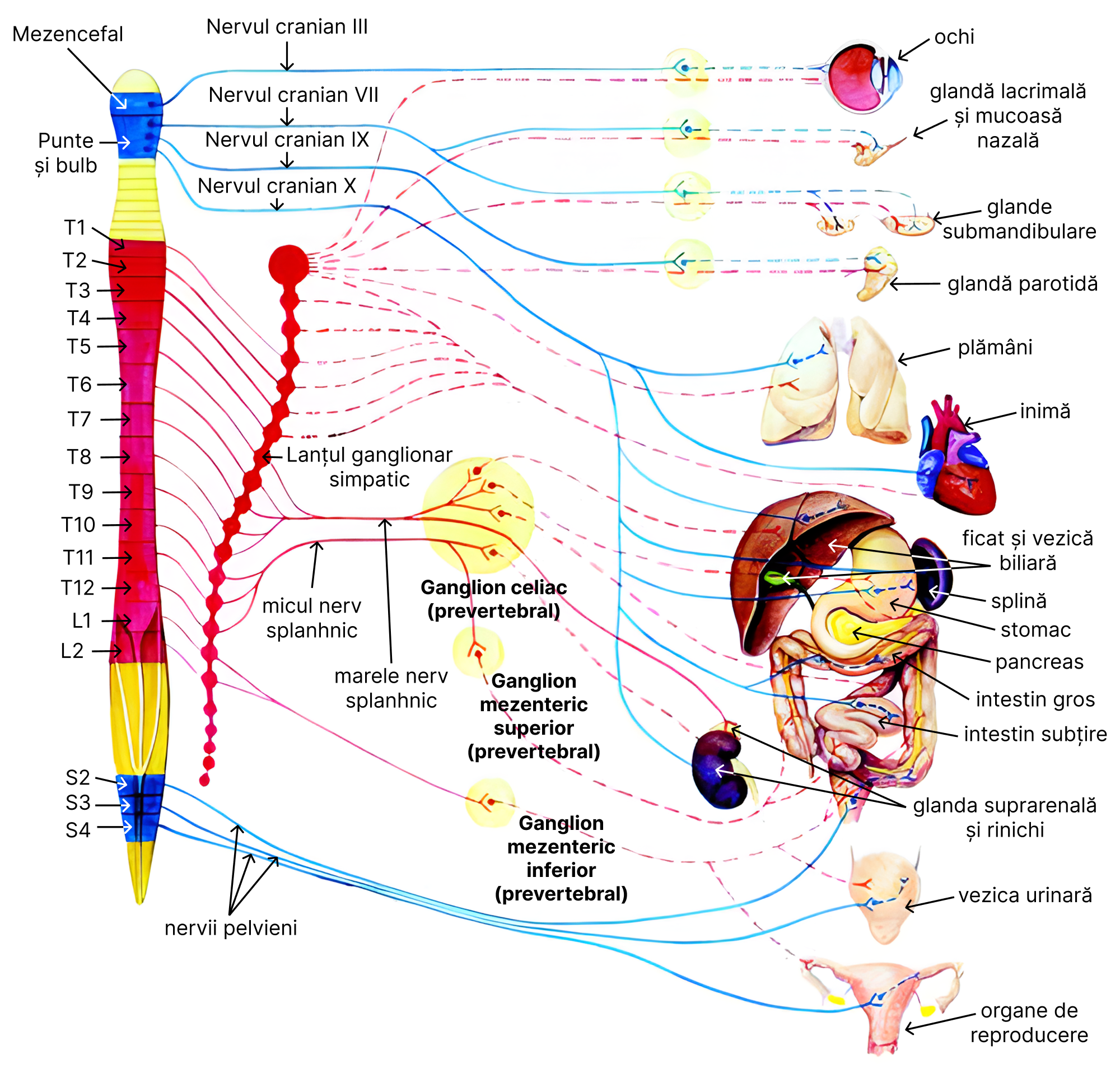 Sistemul nervos vegetativ. Pe imaginea de mai sus am completat cu denumirile: ganglion celiac, ganglion mezenteric superior și ganglion mezenteric inferior, tocmai pentru a putea explica mai clar traseul anumitor fibre simpatice.